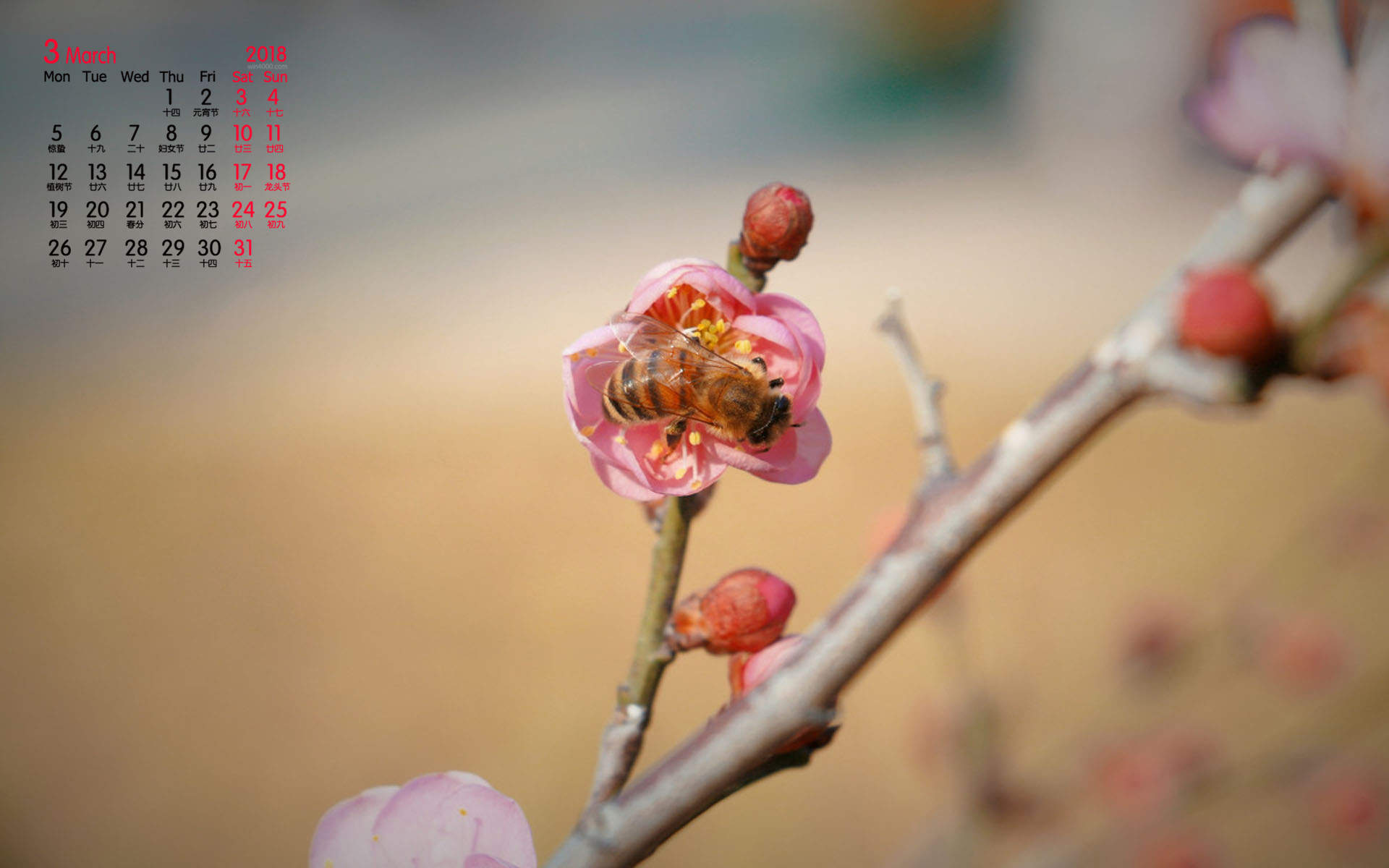 阳春三月绽放的梅花 高清梅花摄影图片欣赏图片