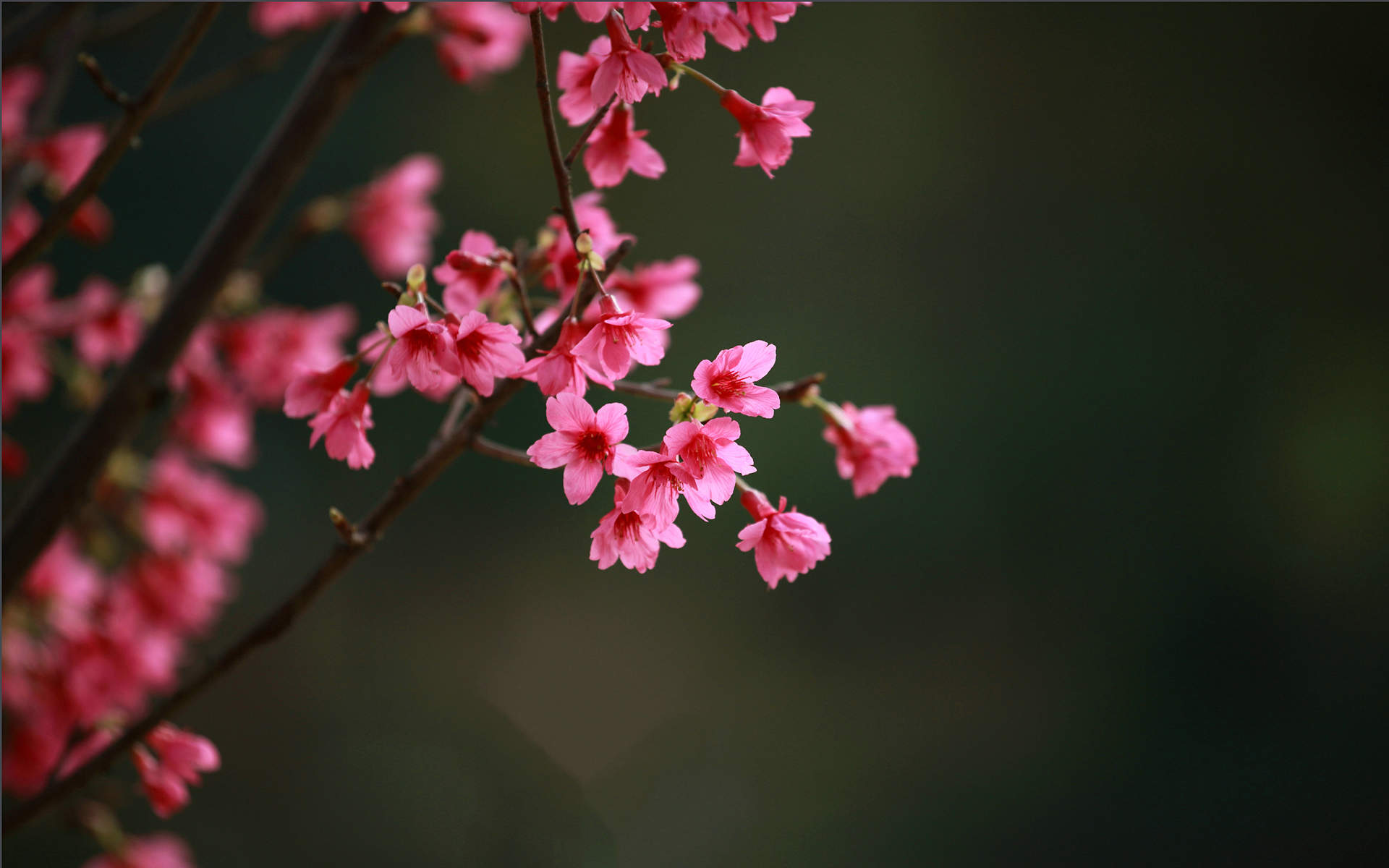 2018年4月唯美粉色樱花高清桌面日历壁纸图片