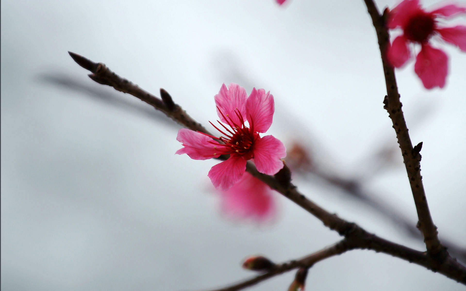樱花图片摄影高清电脑桌面壁纸图片