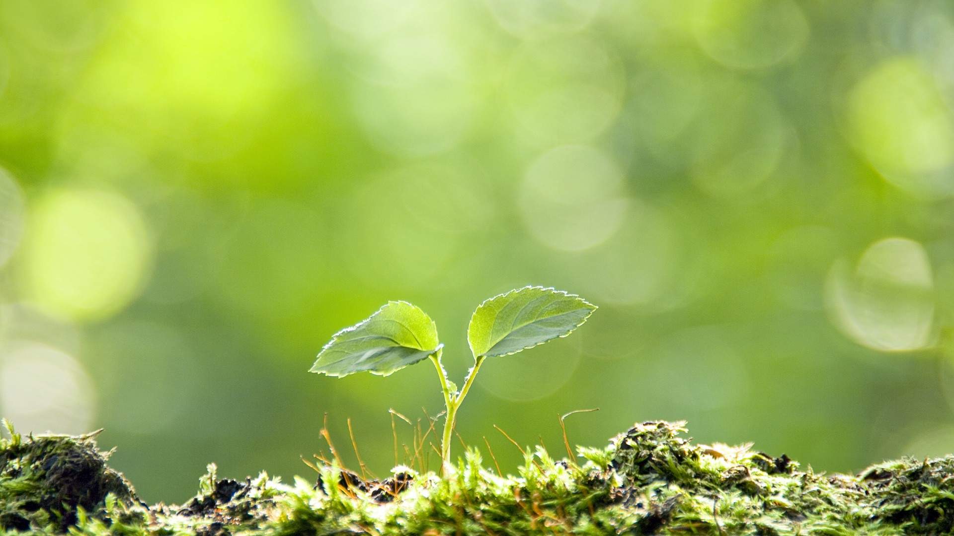 小清新植物嫩芽图片桌面壁纸图片