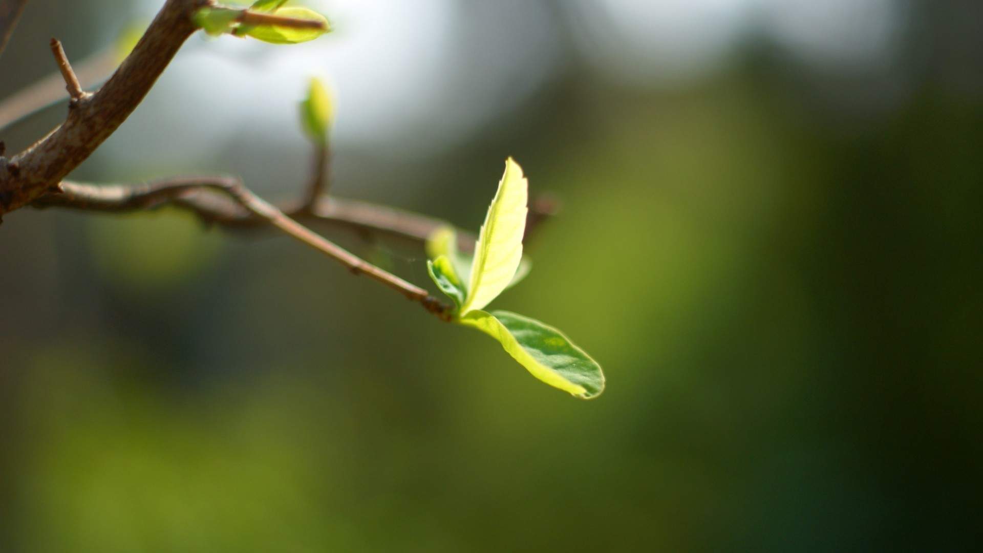 小清新植物嫩芽图片桌面壁纸图片