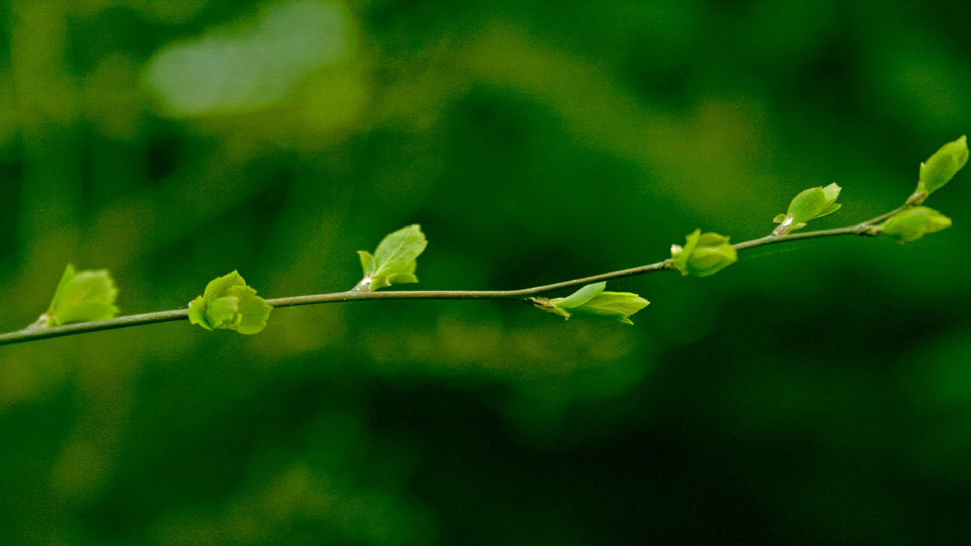 小清新植物嫩芽图片桌面壁纸图片