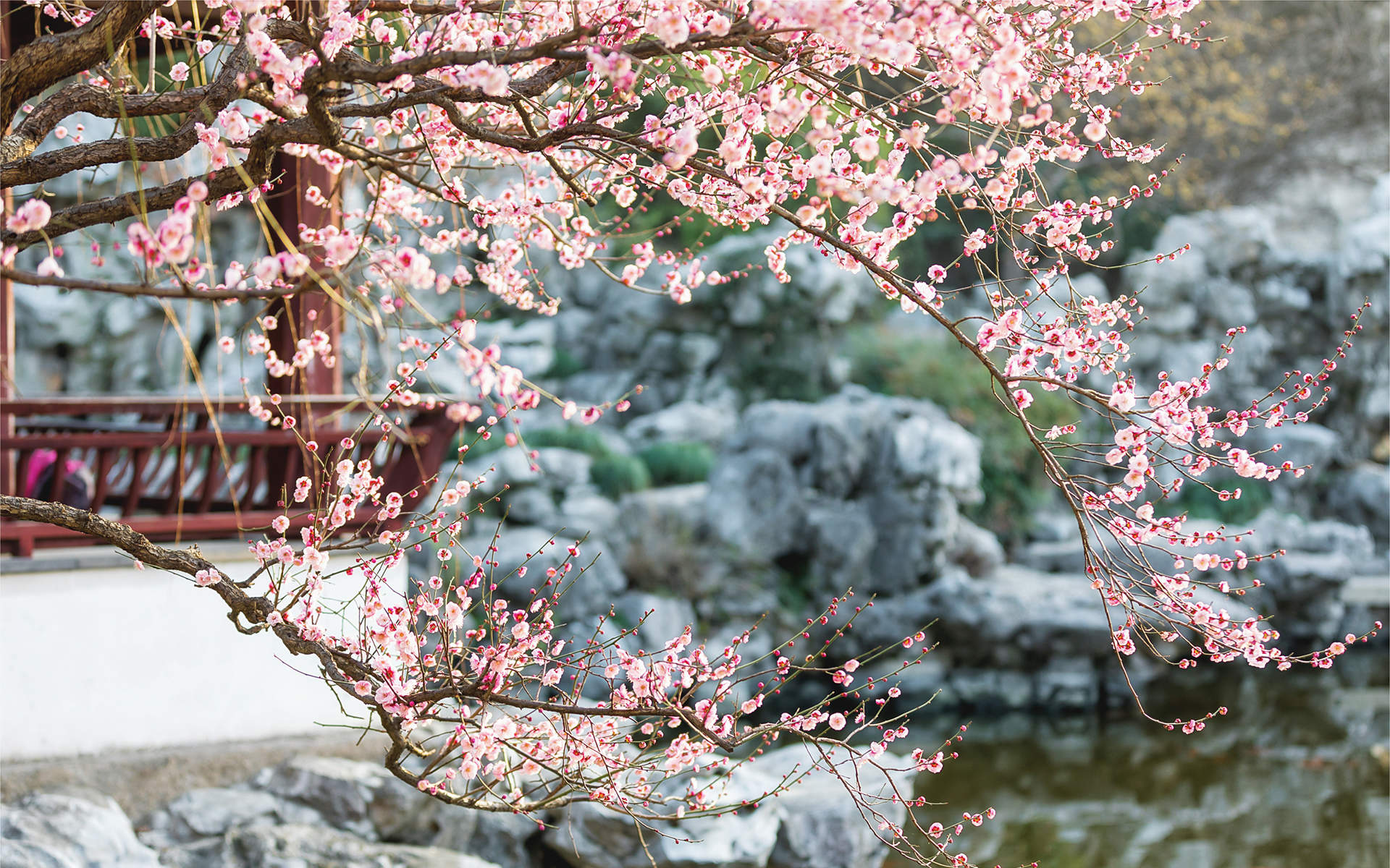阳春三月绽放的梅花 高清梅花摄影图片欣赏图片