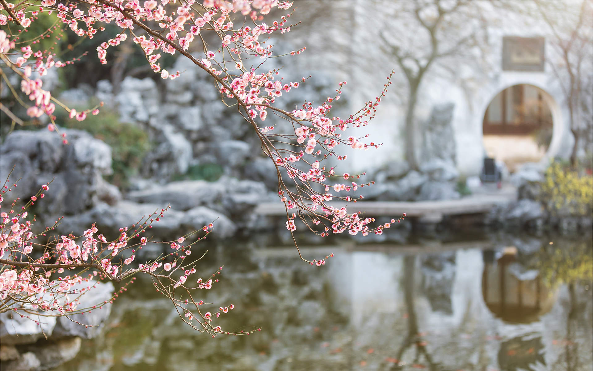 梅花图片