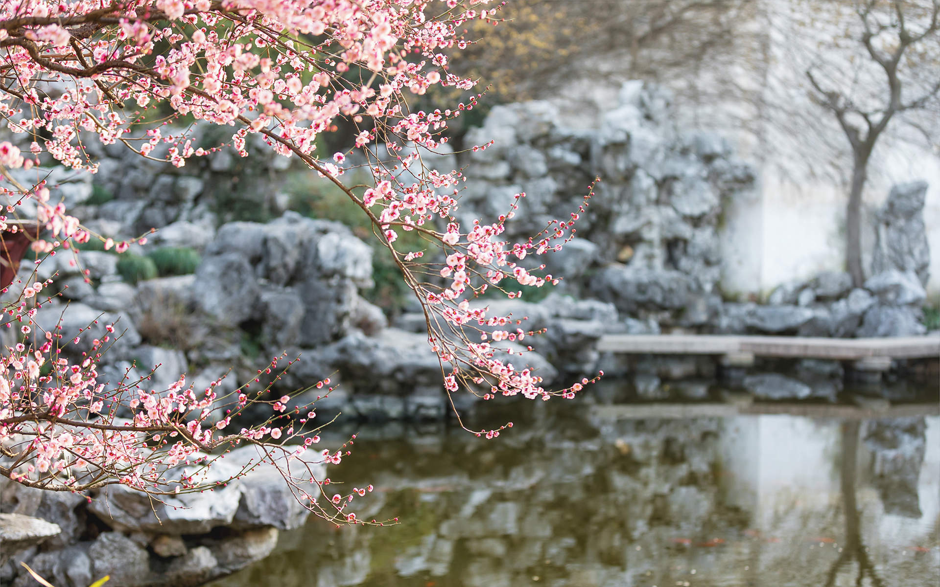 阳春三月绽放的梅花 高清梅花摄影图片欣赏图片