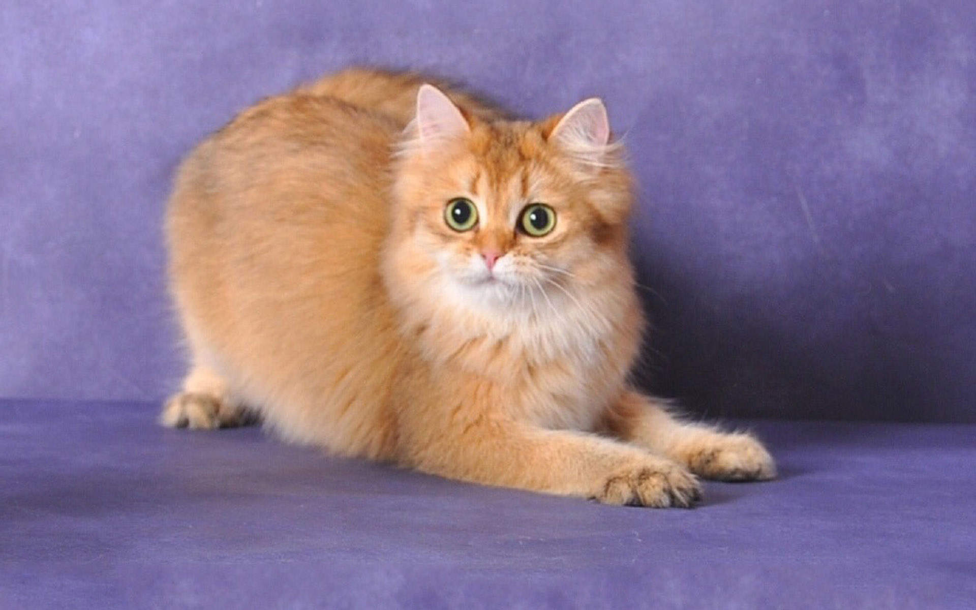 可爱搞怪的小猫咪图片桌面壁纸图片