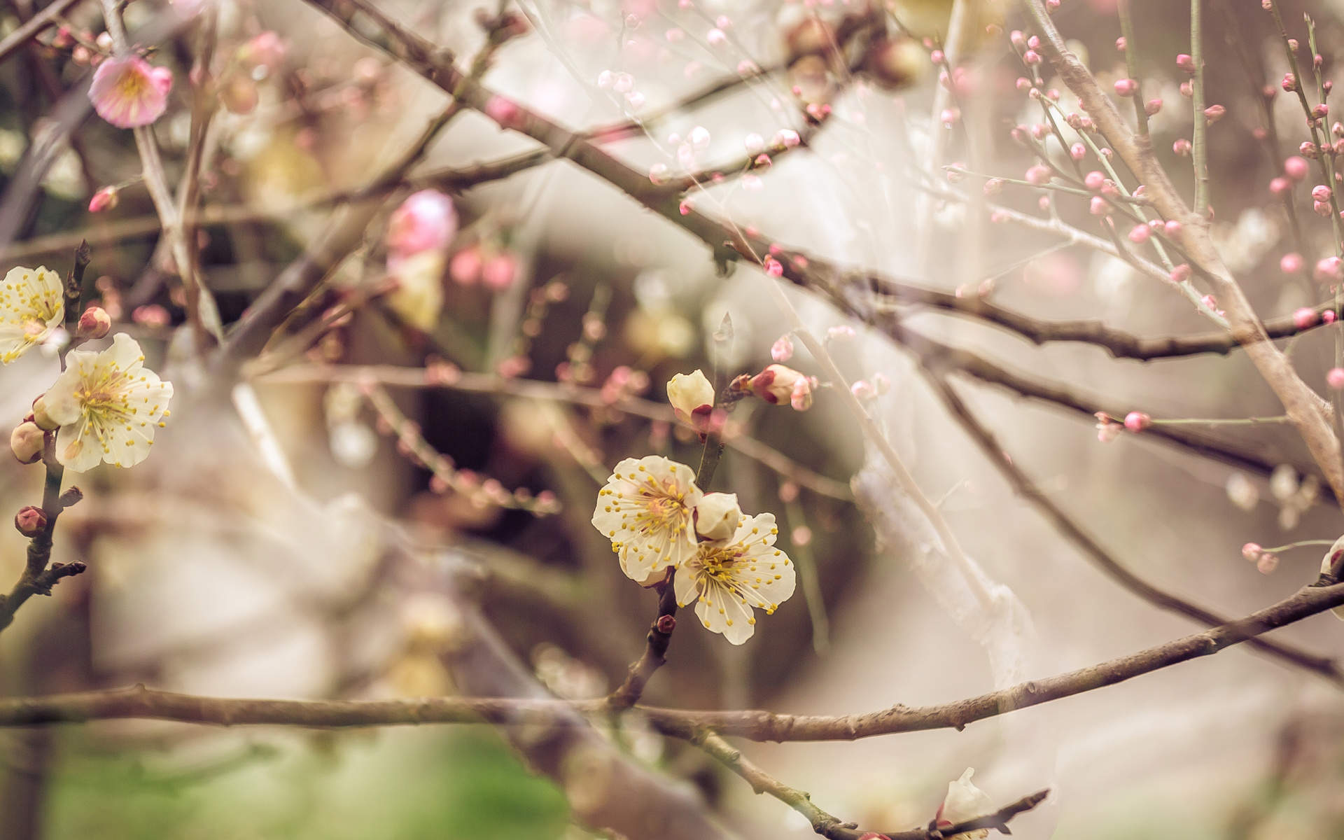 阳春三月绽放的梅花 高清梅花摄影图片欣赏图片