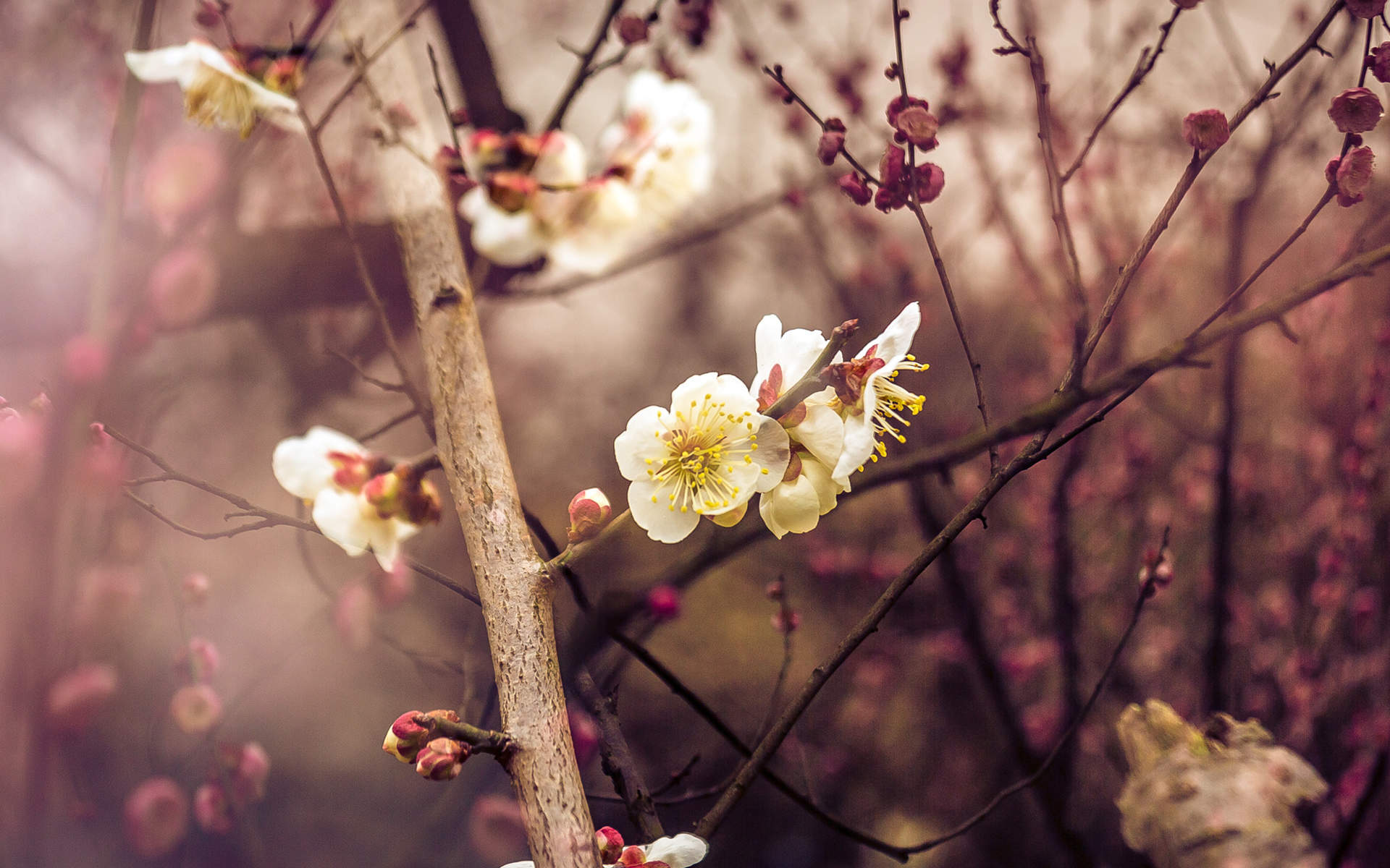 阳春三月绽放的梅花 高清梅花摄影图片欣赏图片