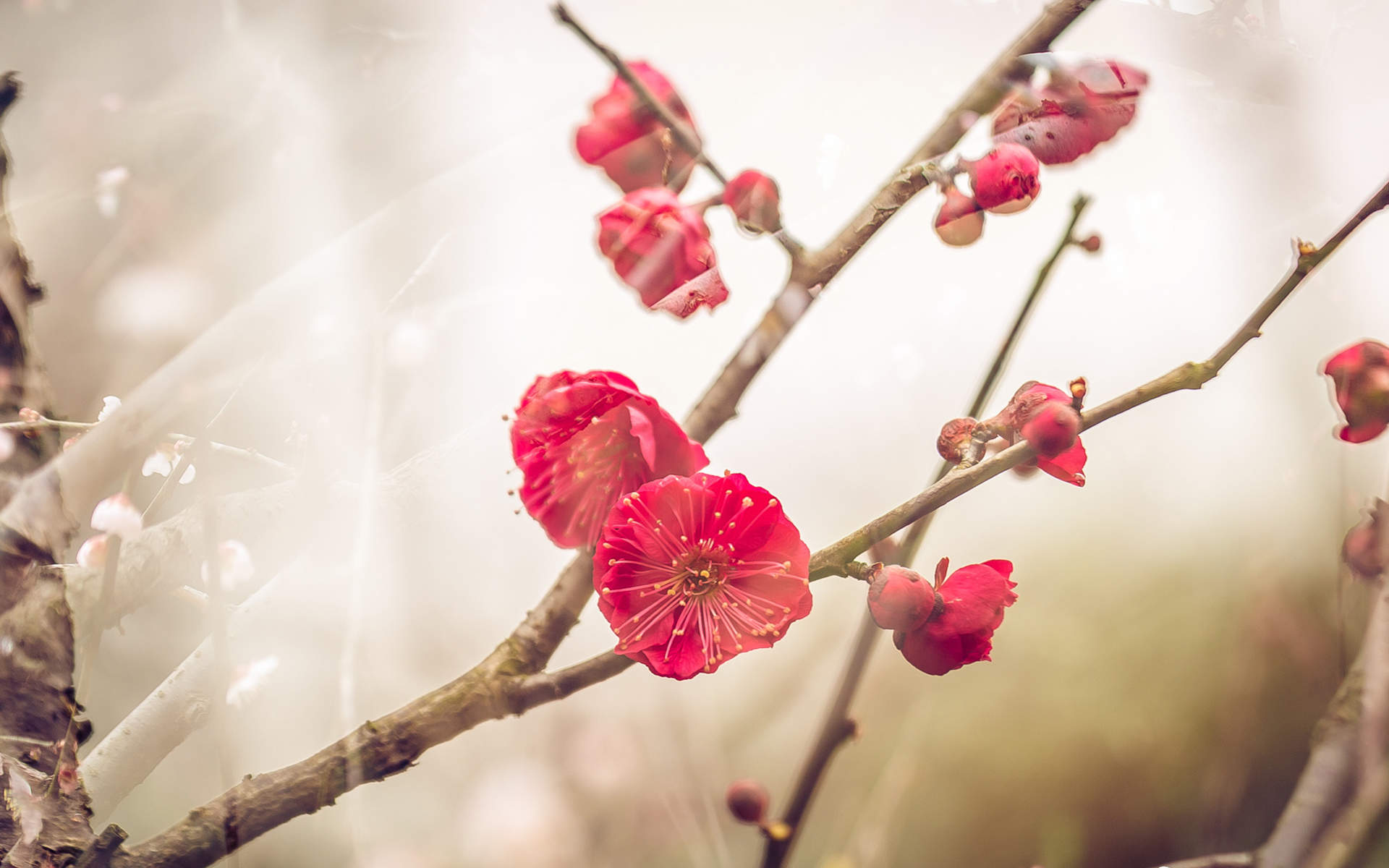 梅花图片
