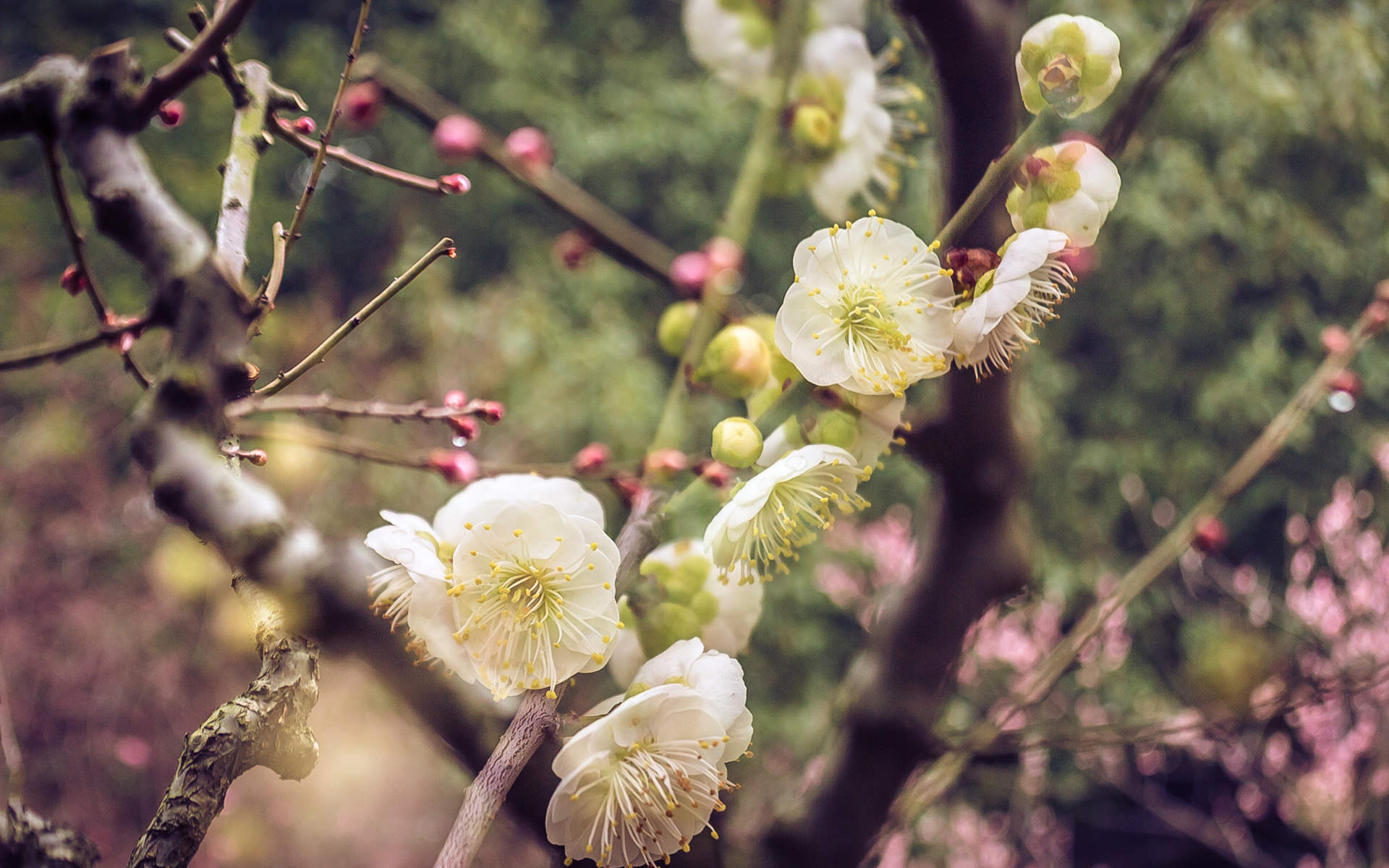 梅花图片
