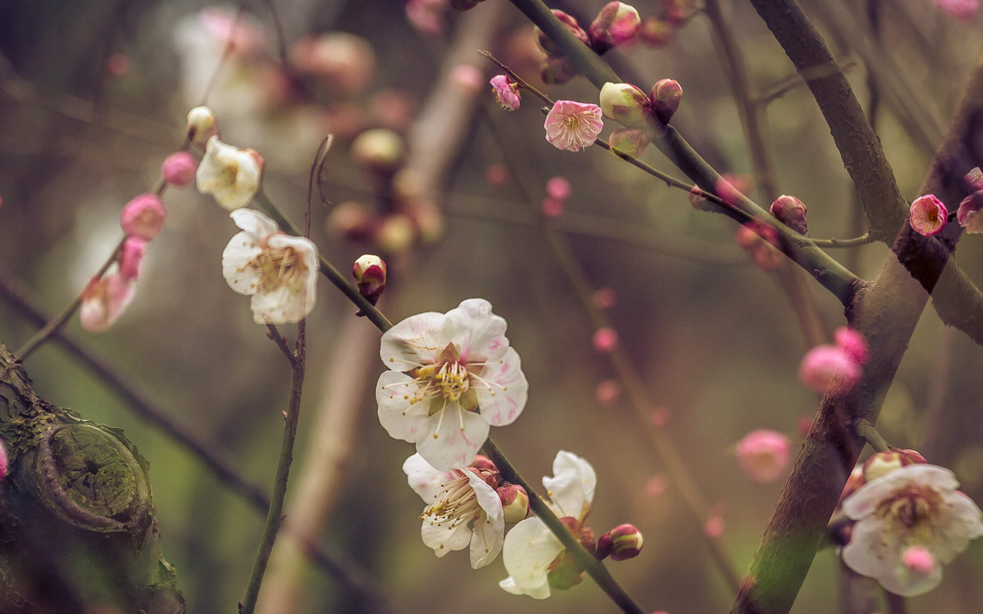 梅花图片