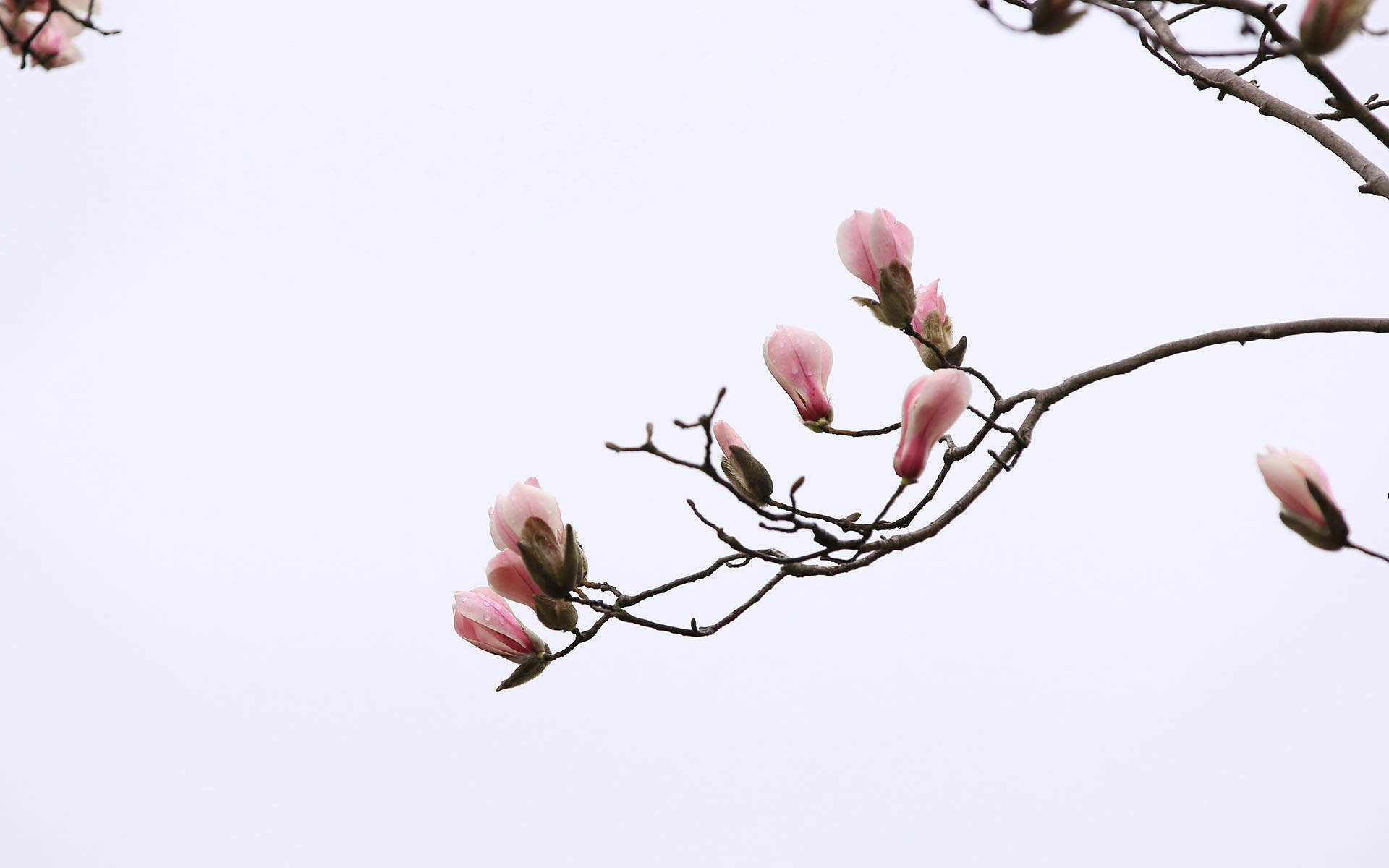 兰花图片
