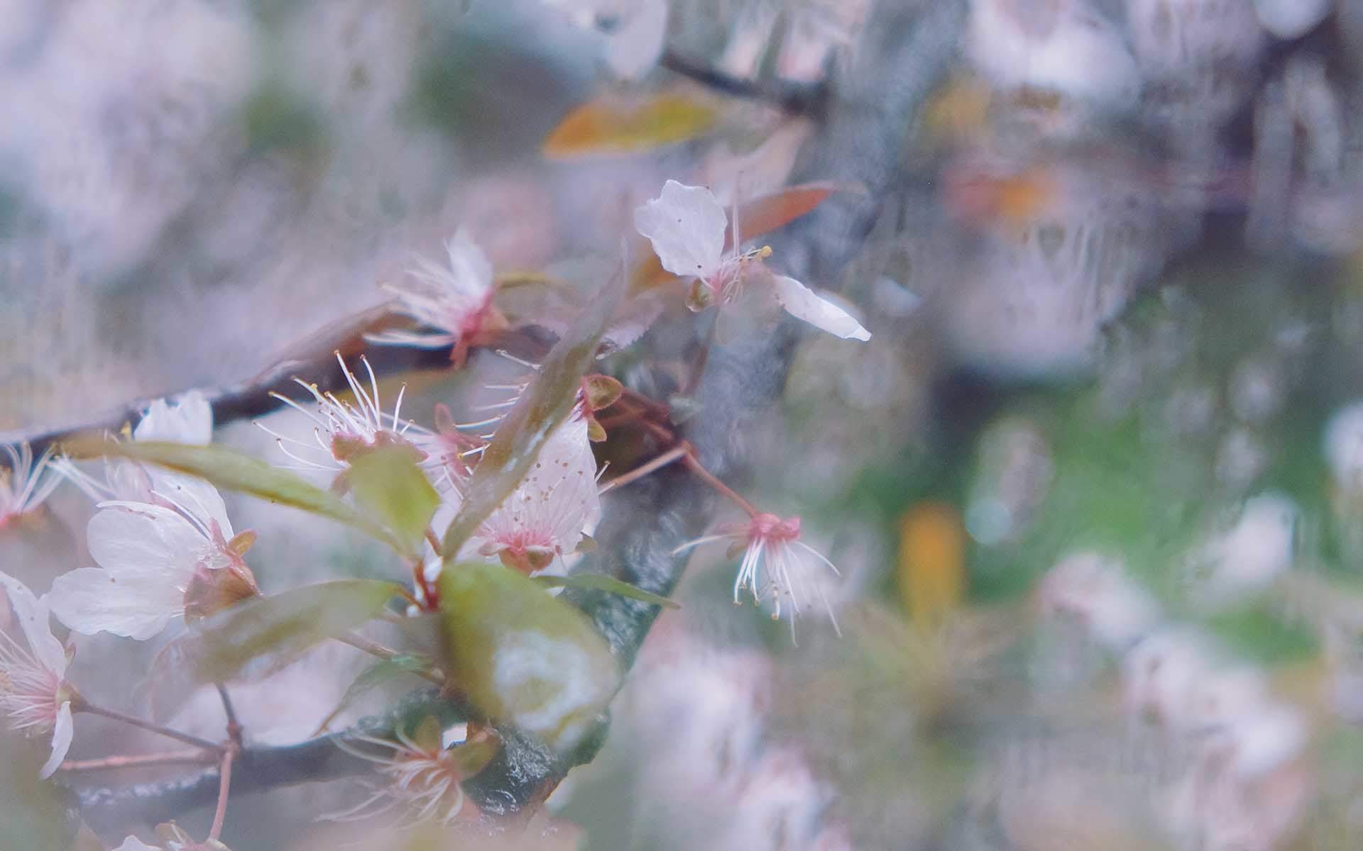 樱花唯美高清图片桌面壁纸图片