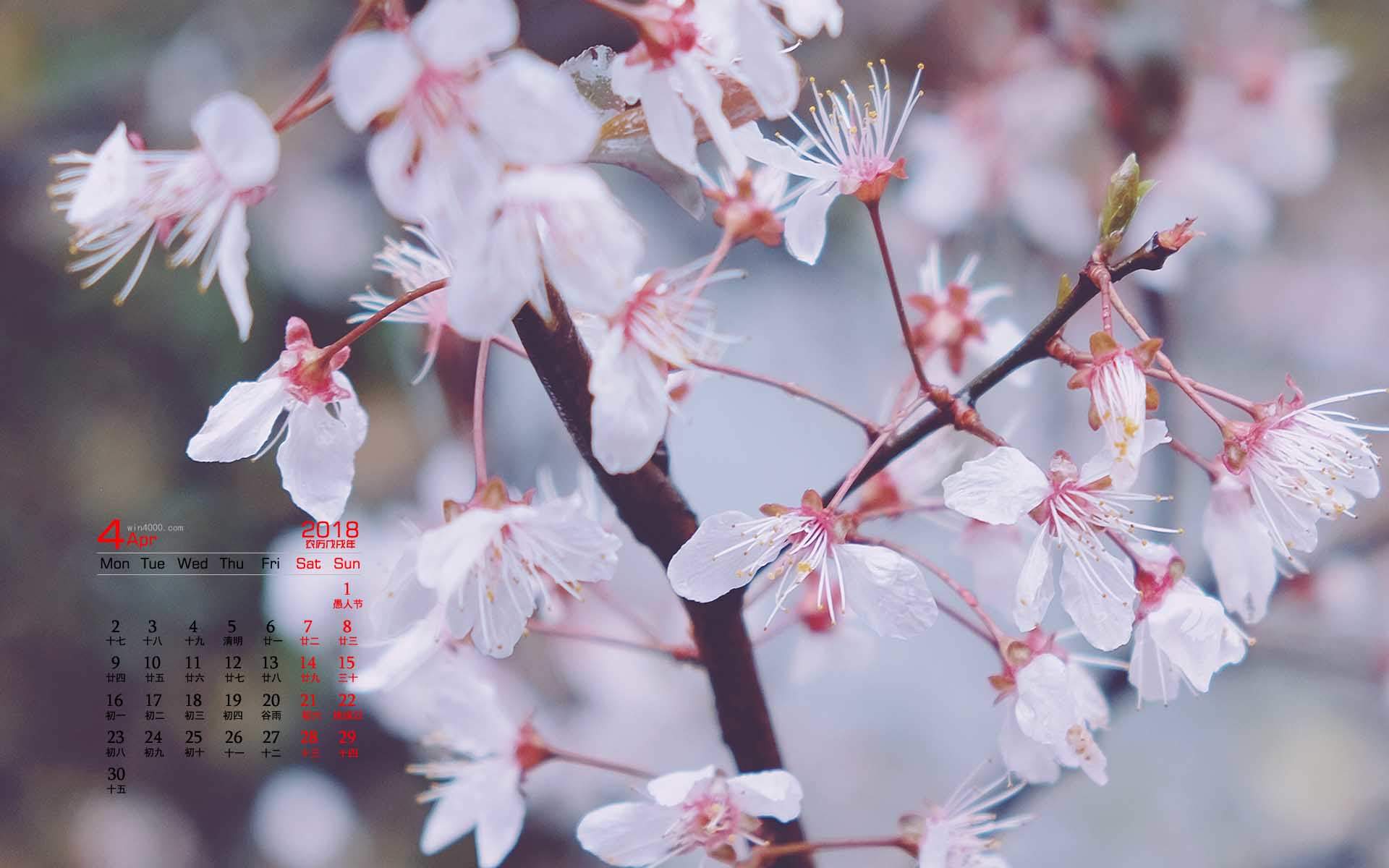 樱花图片摄影高清电脑桌面壁纸图片