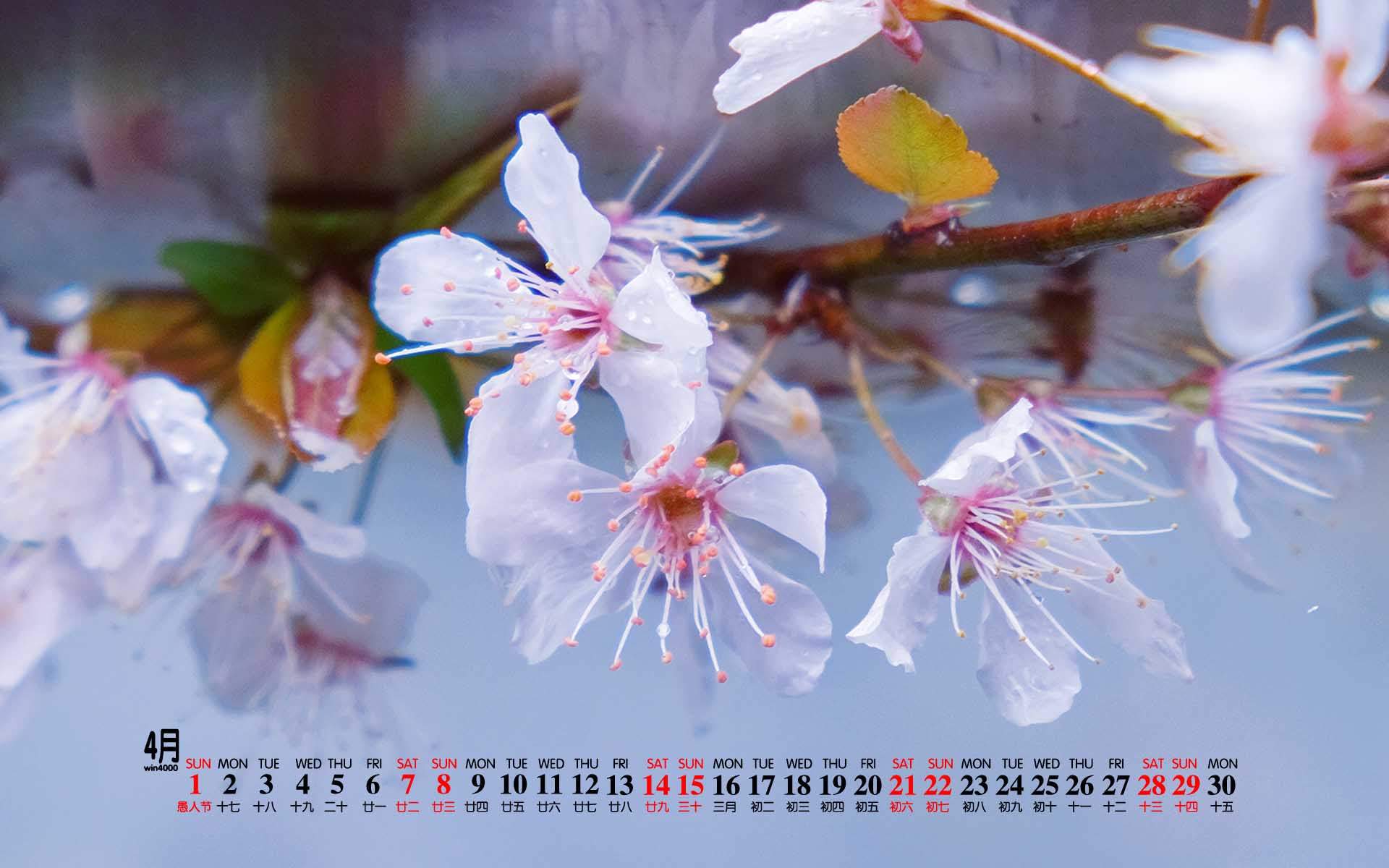 2019年4月春日唯美樱花高清日历壁纸图片