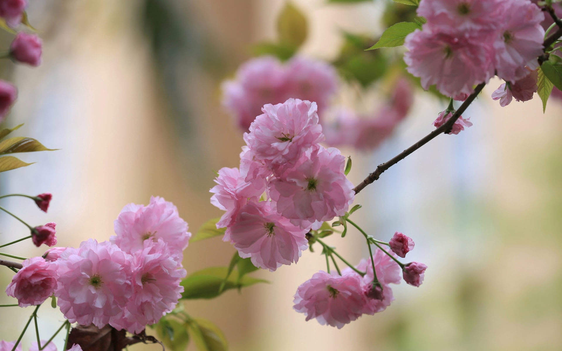2018年4月唯美樱花摄影图片日历壁纸图片