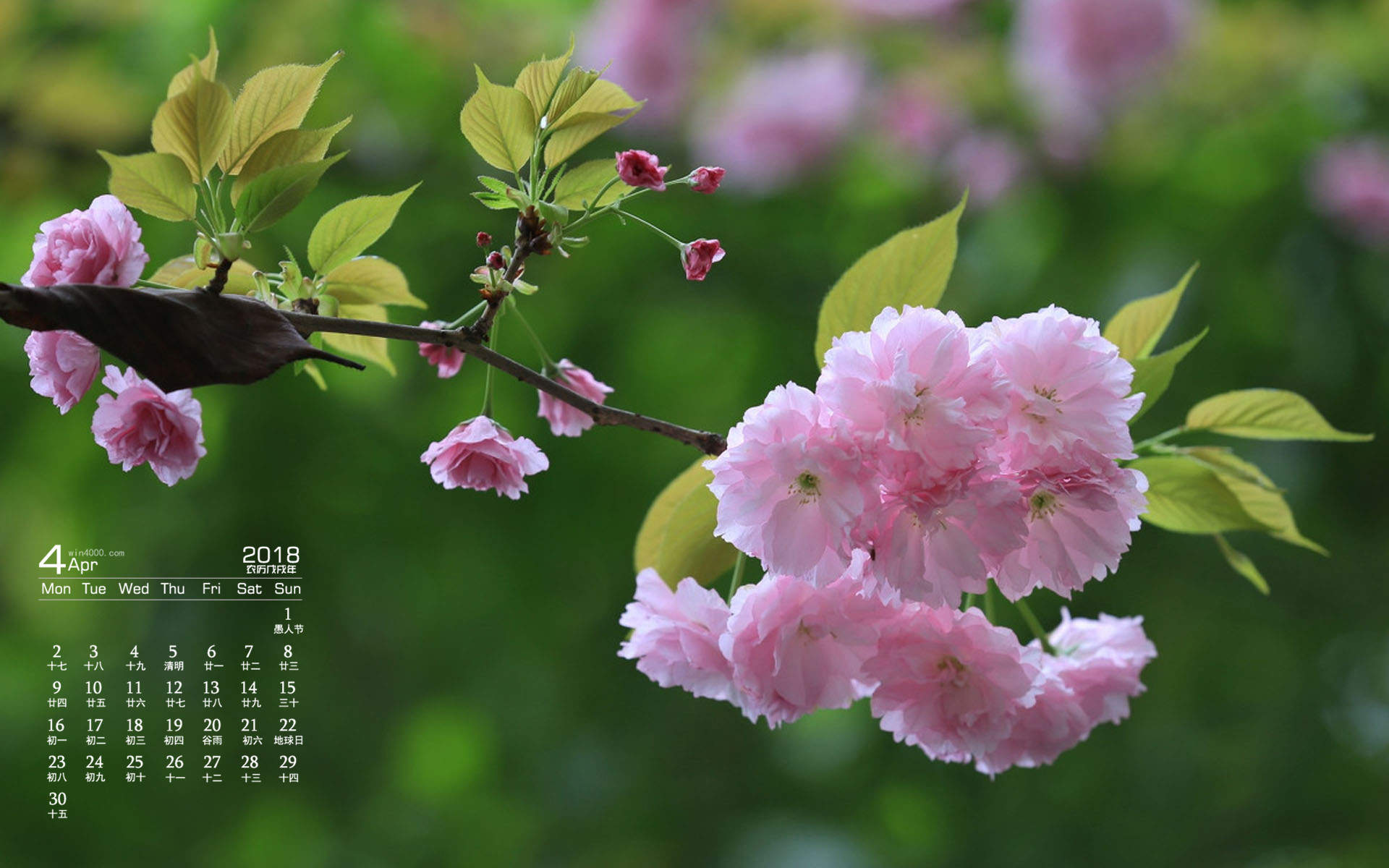 樱花图片摄影高清电脑桌面壁纸图片