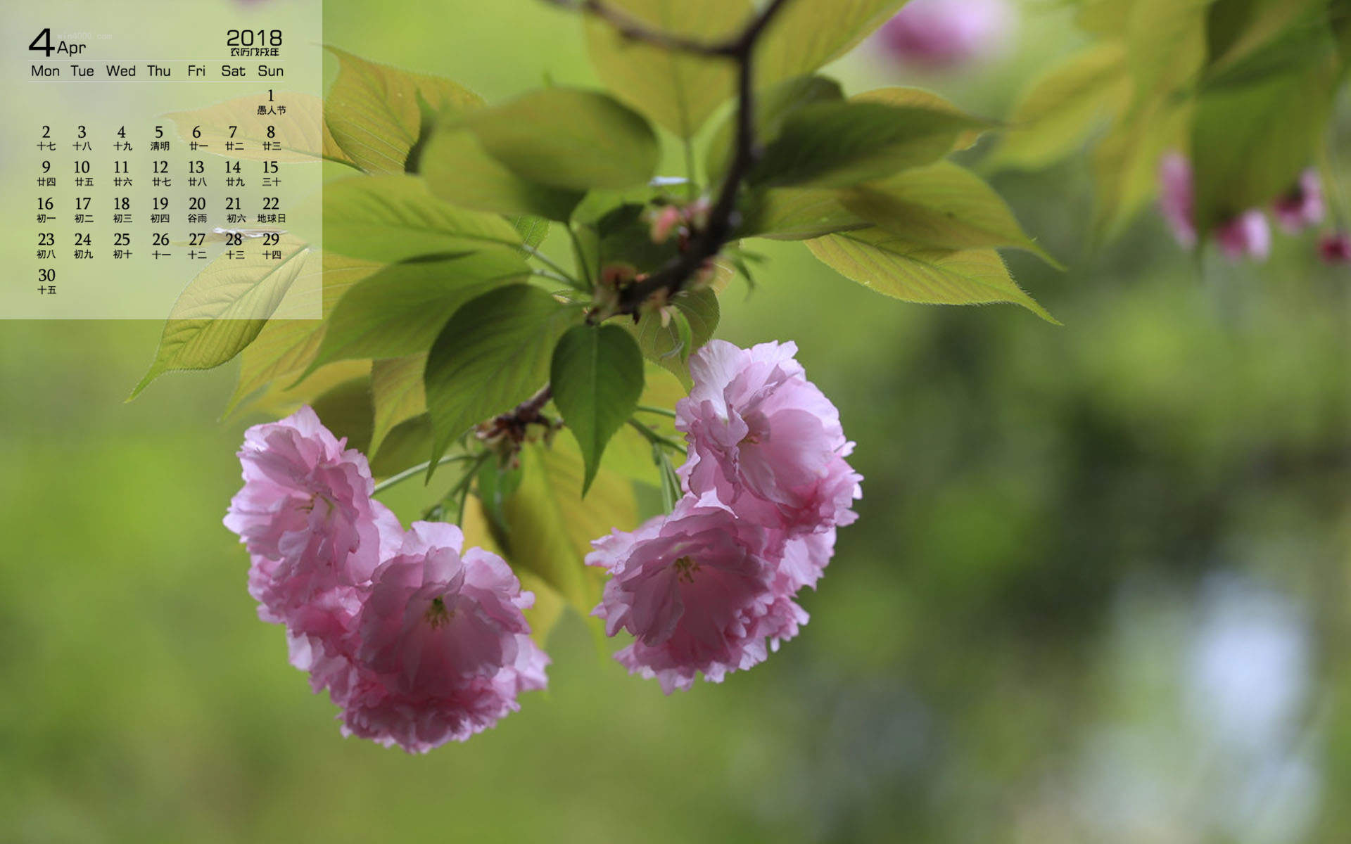 樱花图片摄影高清电脑桌面壁纸图片