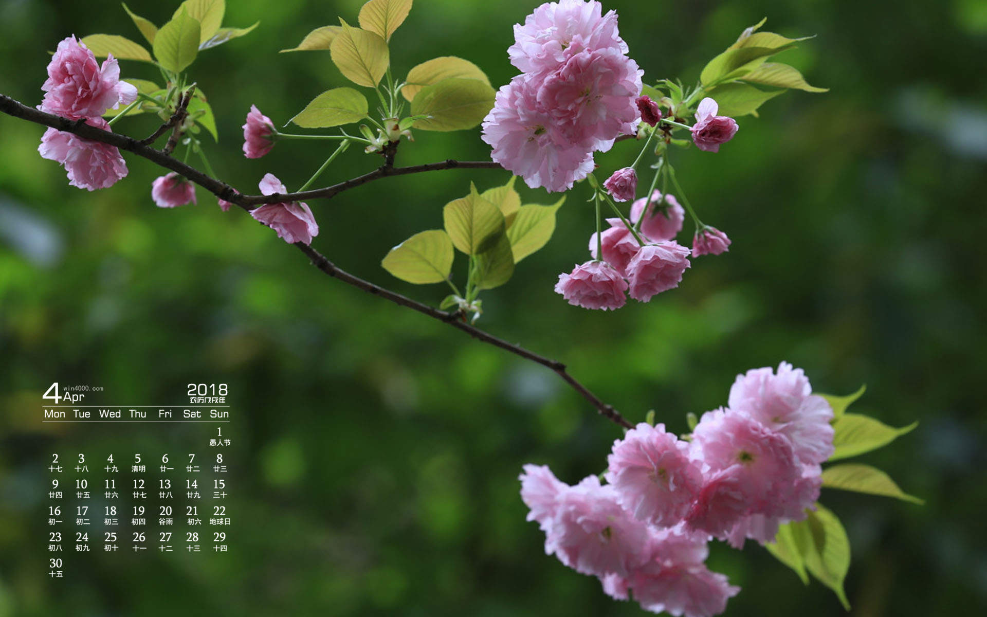 2018年4月粉嫩樱花高清图片日历壁纸图片