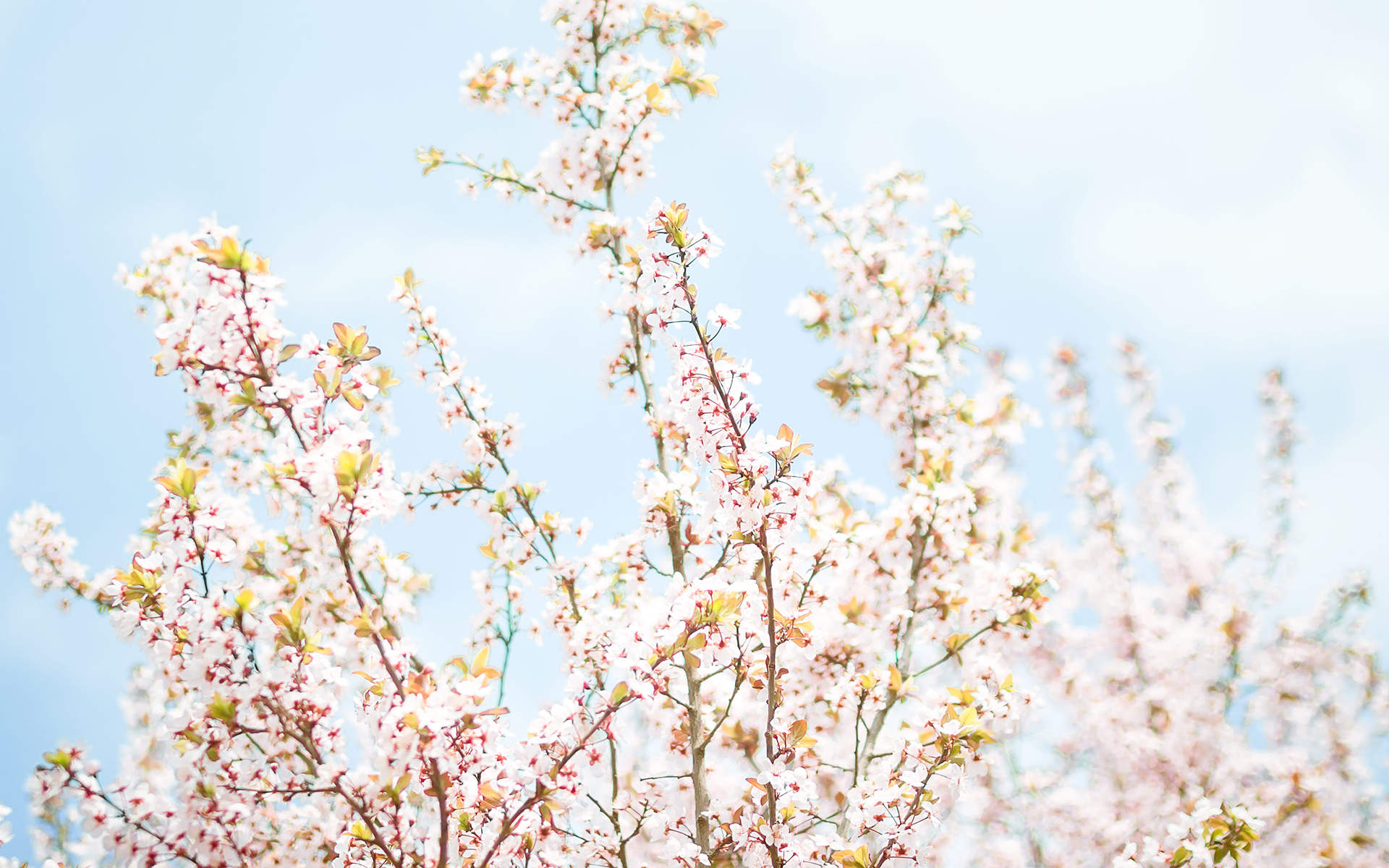 2019年4月春日唯美樱花高清日历壁纸图片