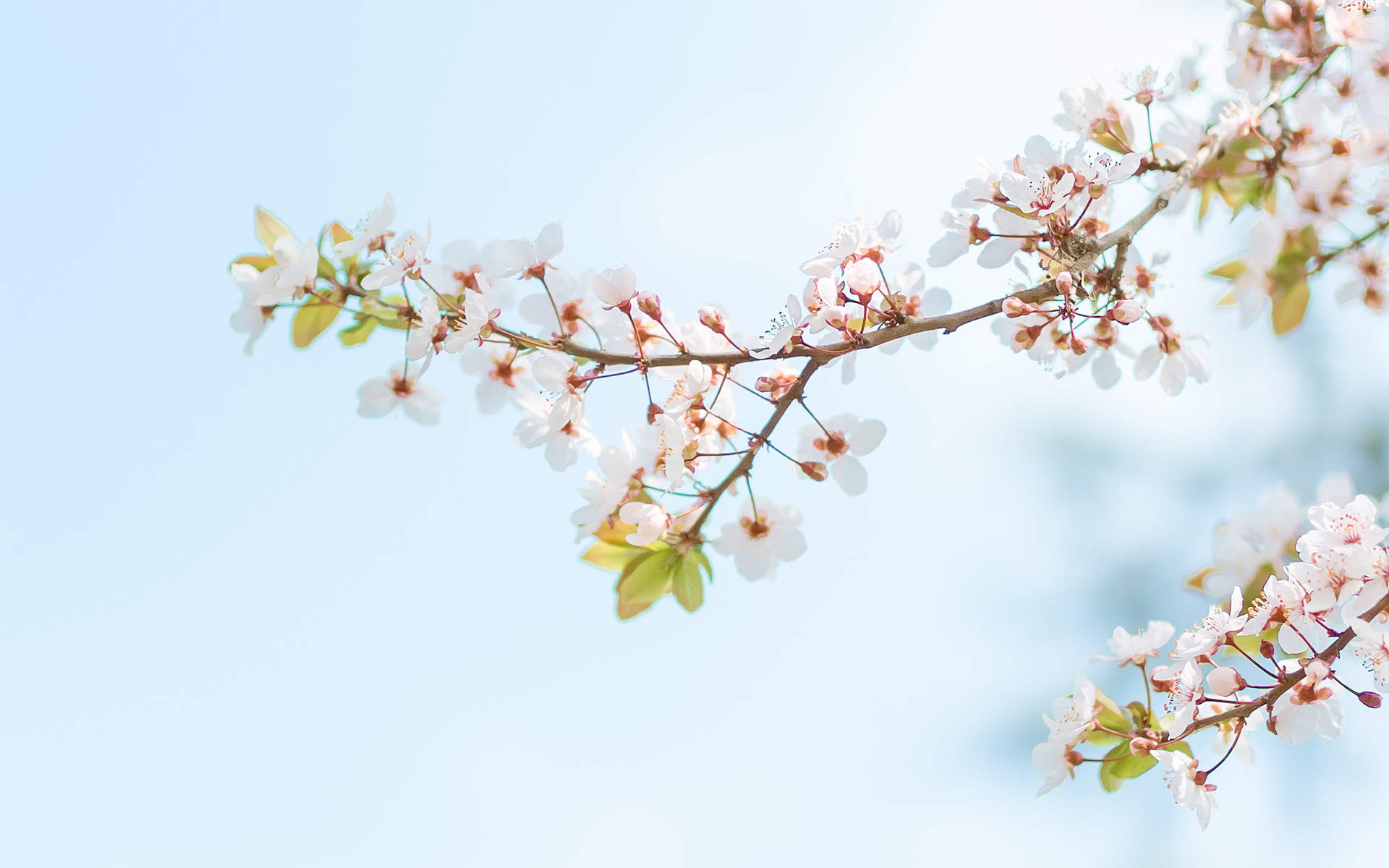 2019年4月春日唯美樱花高清日历壁纸图片