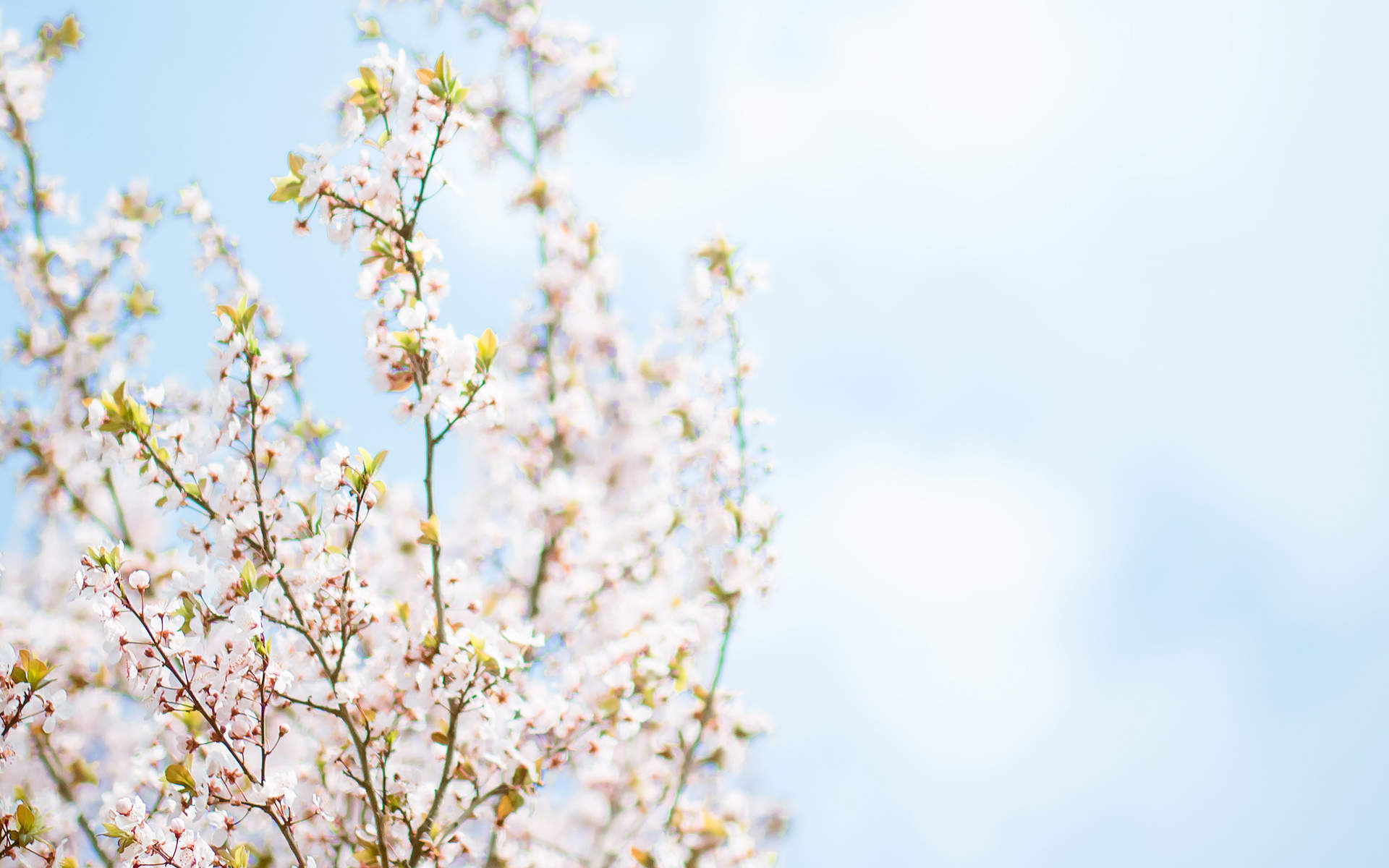 2019年4月春日唯美樱花高清日历壁纸图片