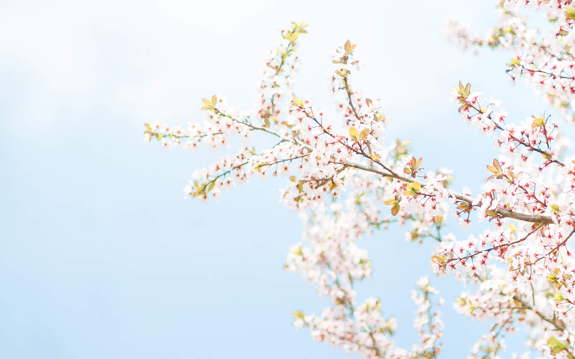 2019年4月春日唯美樱花高清日历壁纸图片