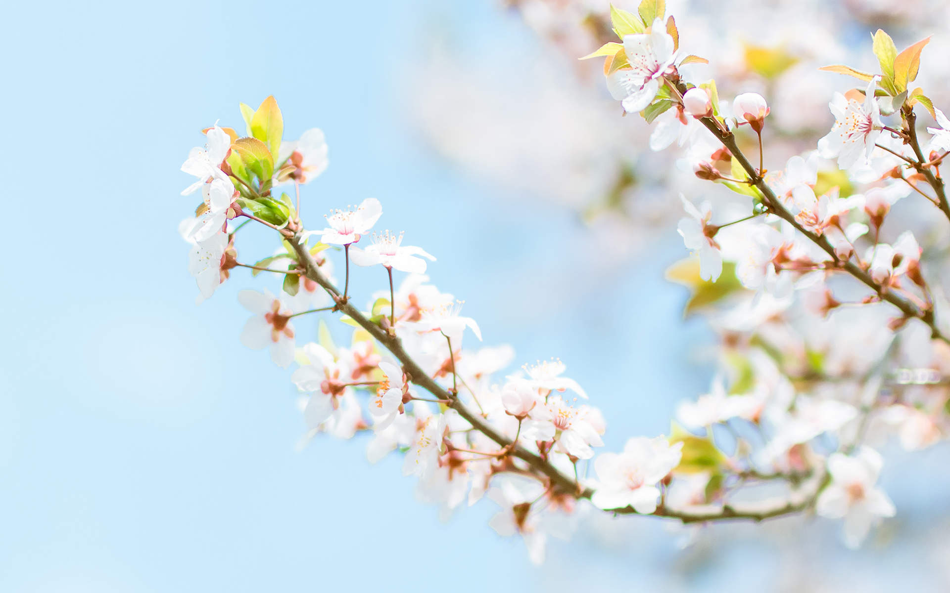 2019年4月春日唯美樱花高清日历壁纸图片