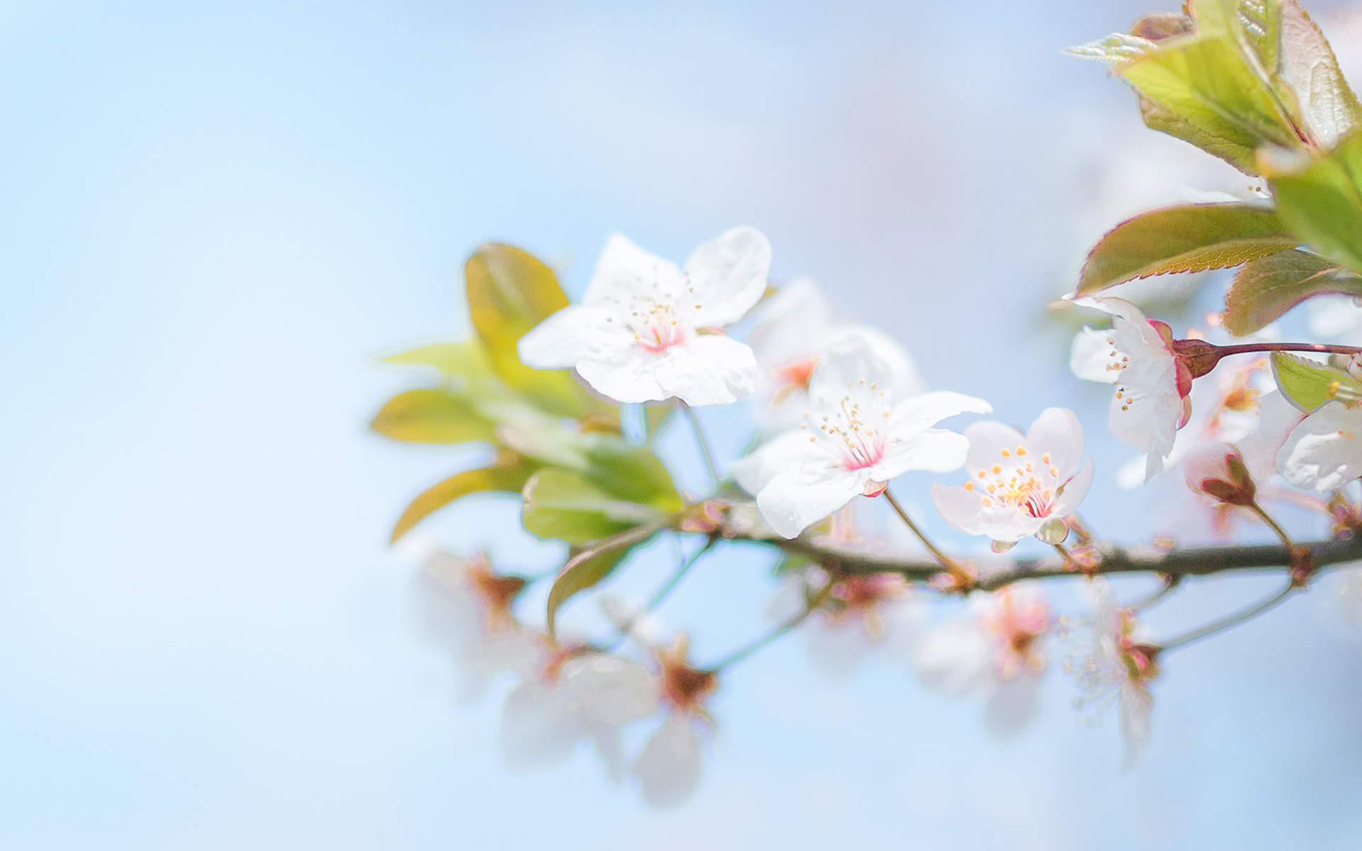 2019年4月春日唯美樱花高清日历壁纸图片