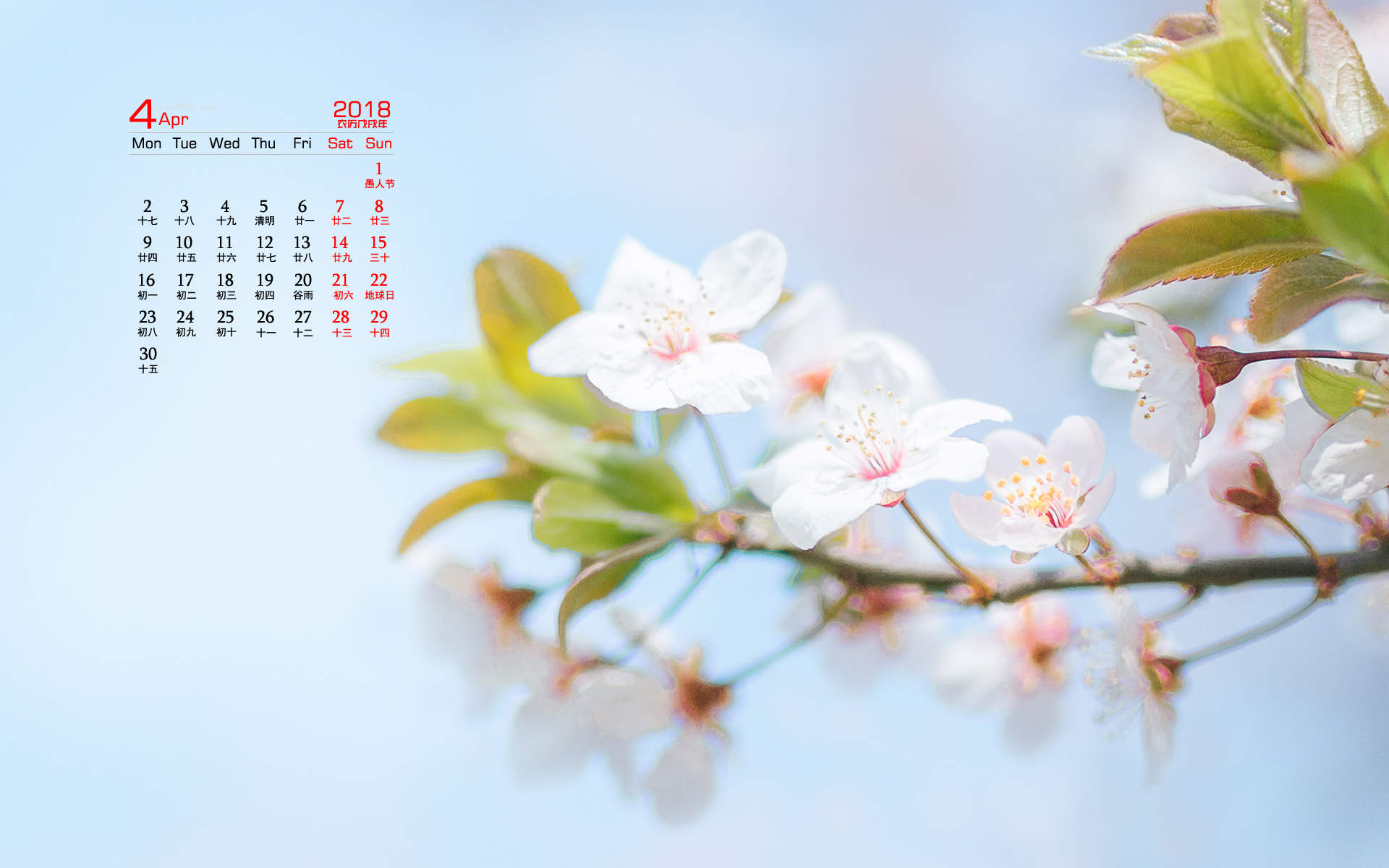 2019年4月春日唯美樱花高清日历壁纸图片