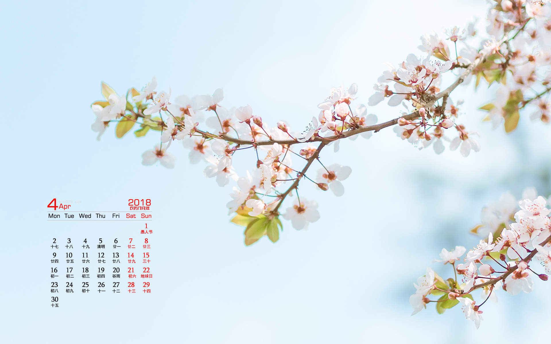 2019年4月春日唯美樱花高清日历壁纸图片