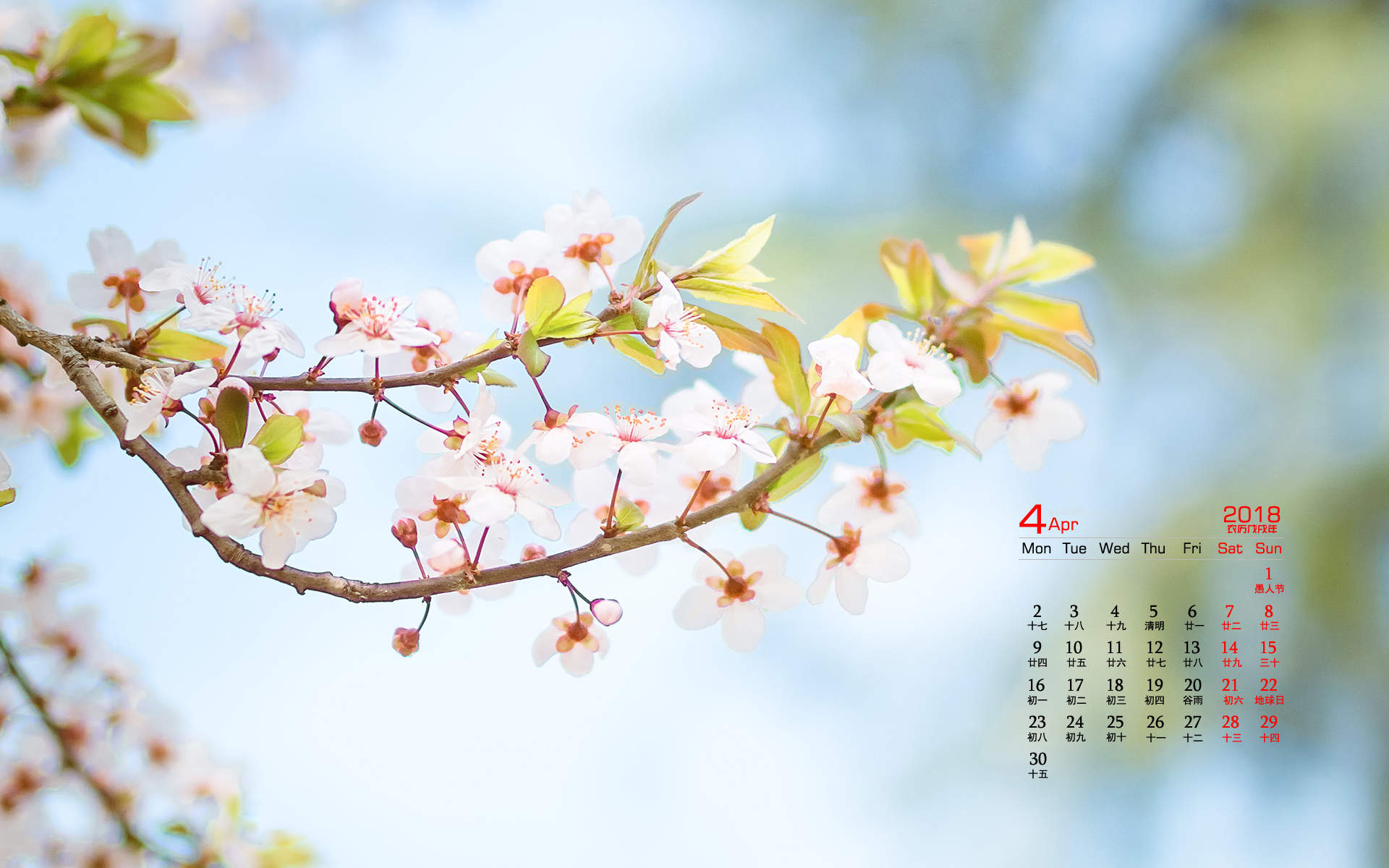 2018年4月樱花唯美日历图片桌面壁纸图片