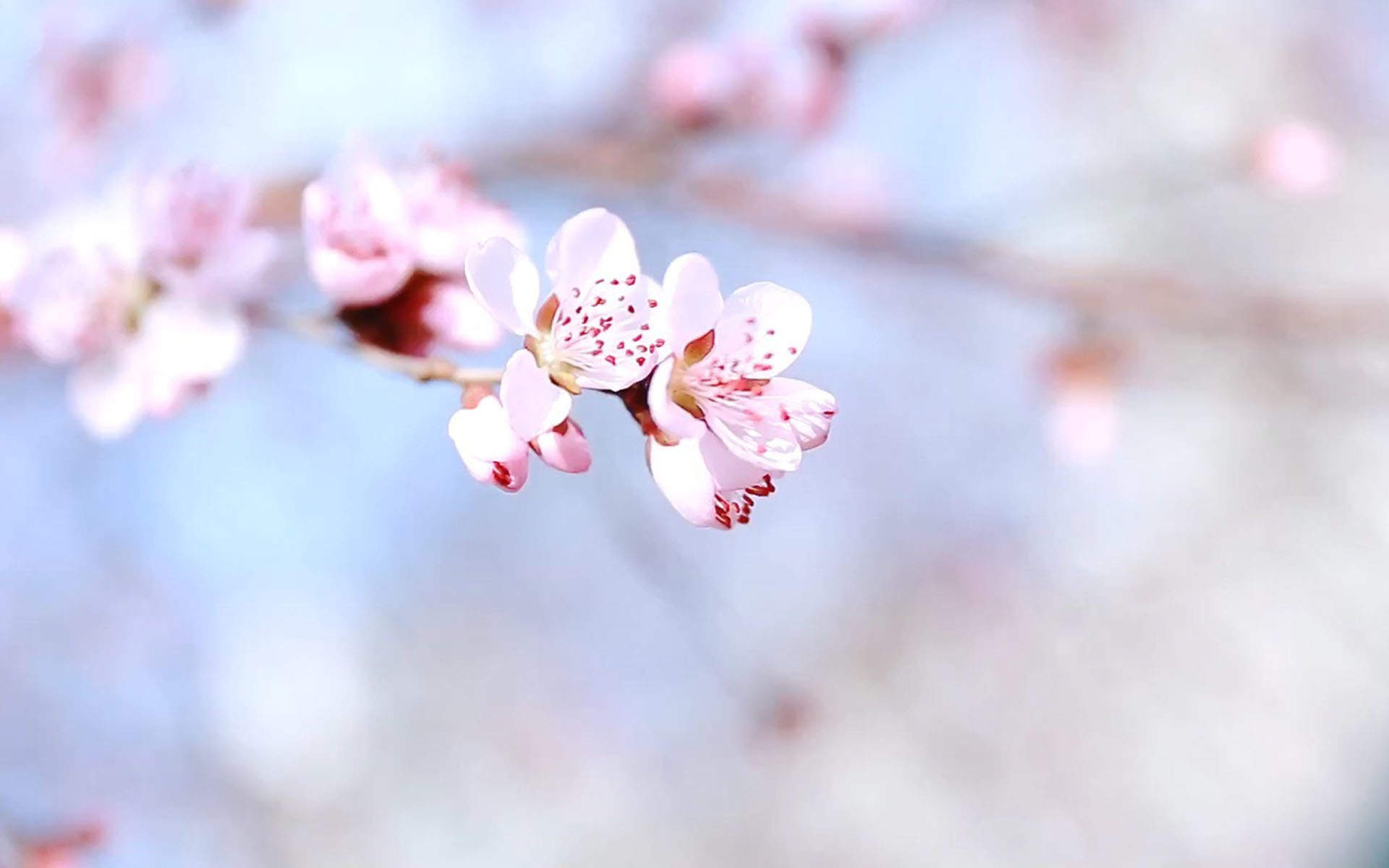 2019年4月春日唯美樱花高清日历壁纸图片