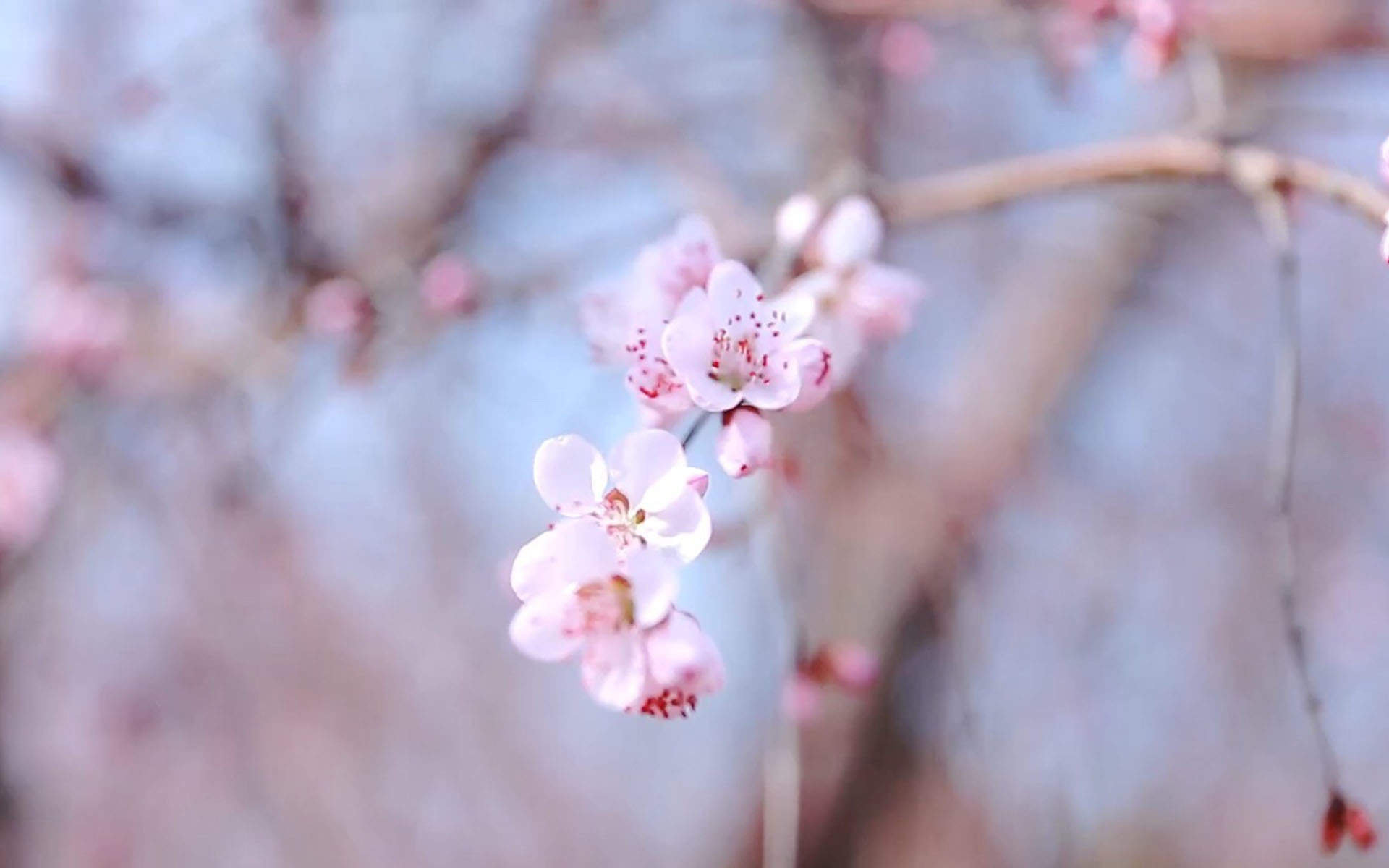 2019年4月春日唯美樱花高清日历壁纸图片