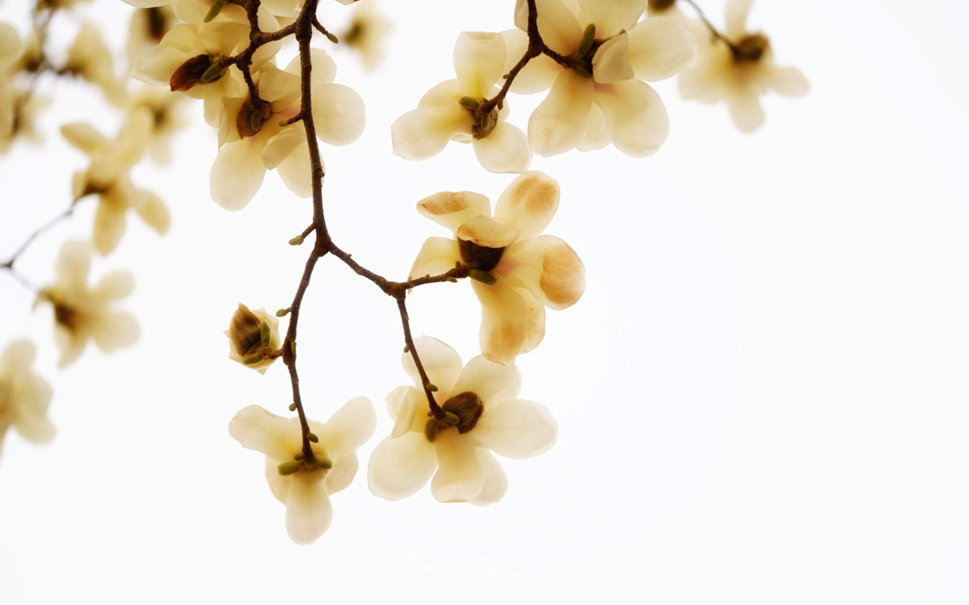 兰花图片