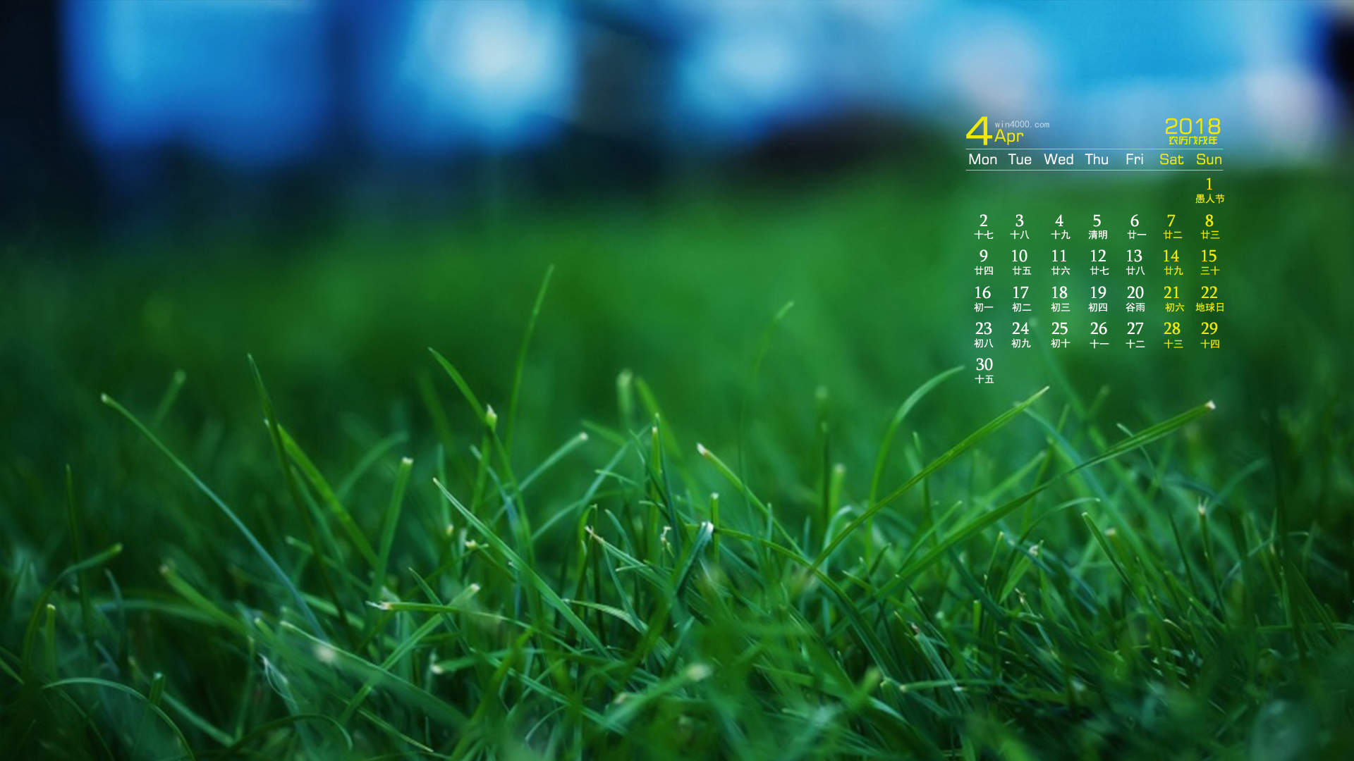 可爱的小雏菊小清新桌面壁纸图片