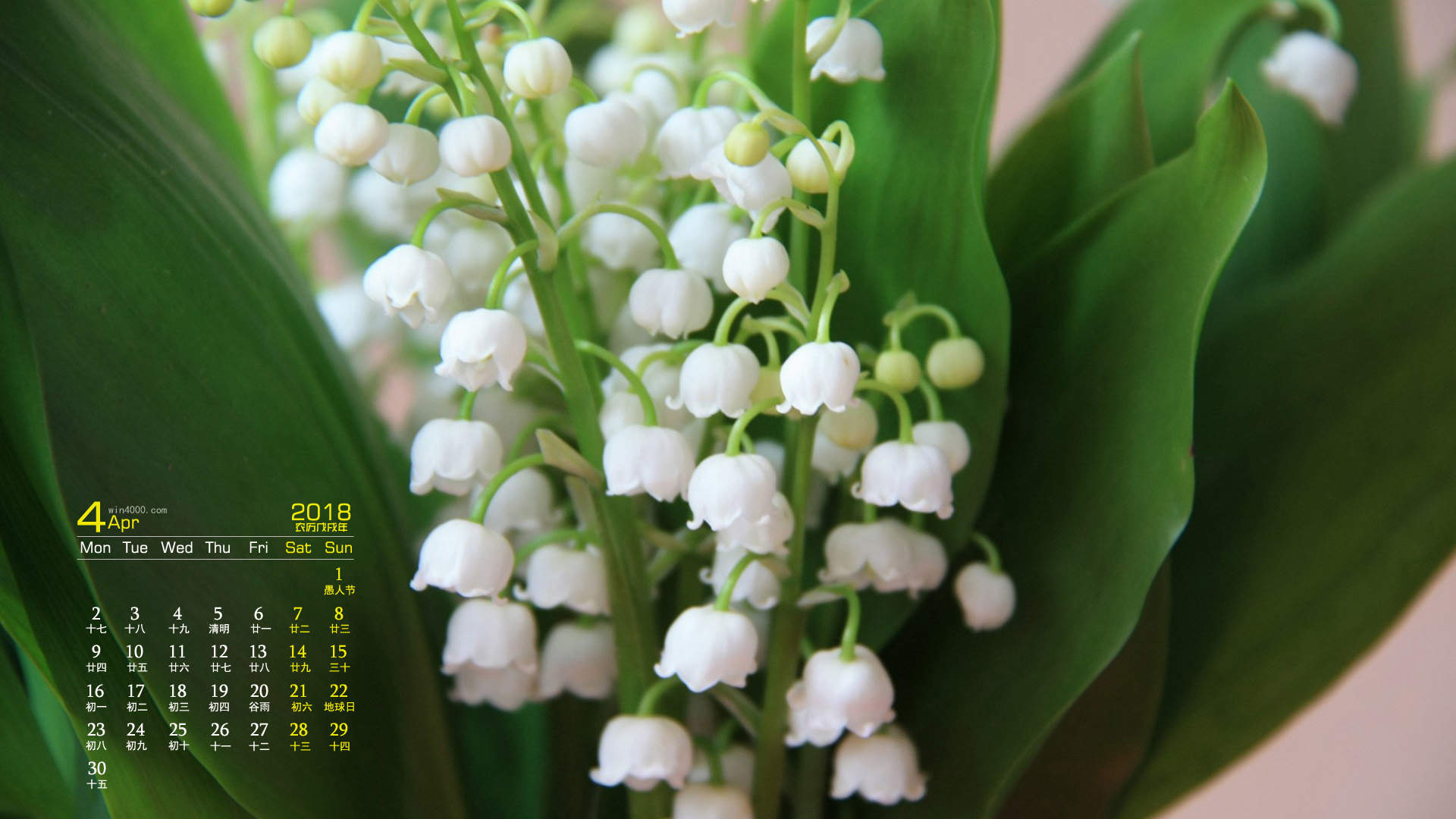 可爱的小雏菊小清新桌面壁纸图片