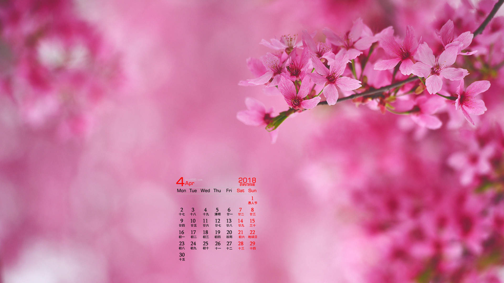 2019年4月春日唯美樱花高清日历壁纸图片