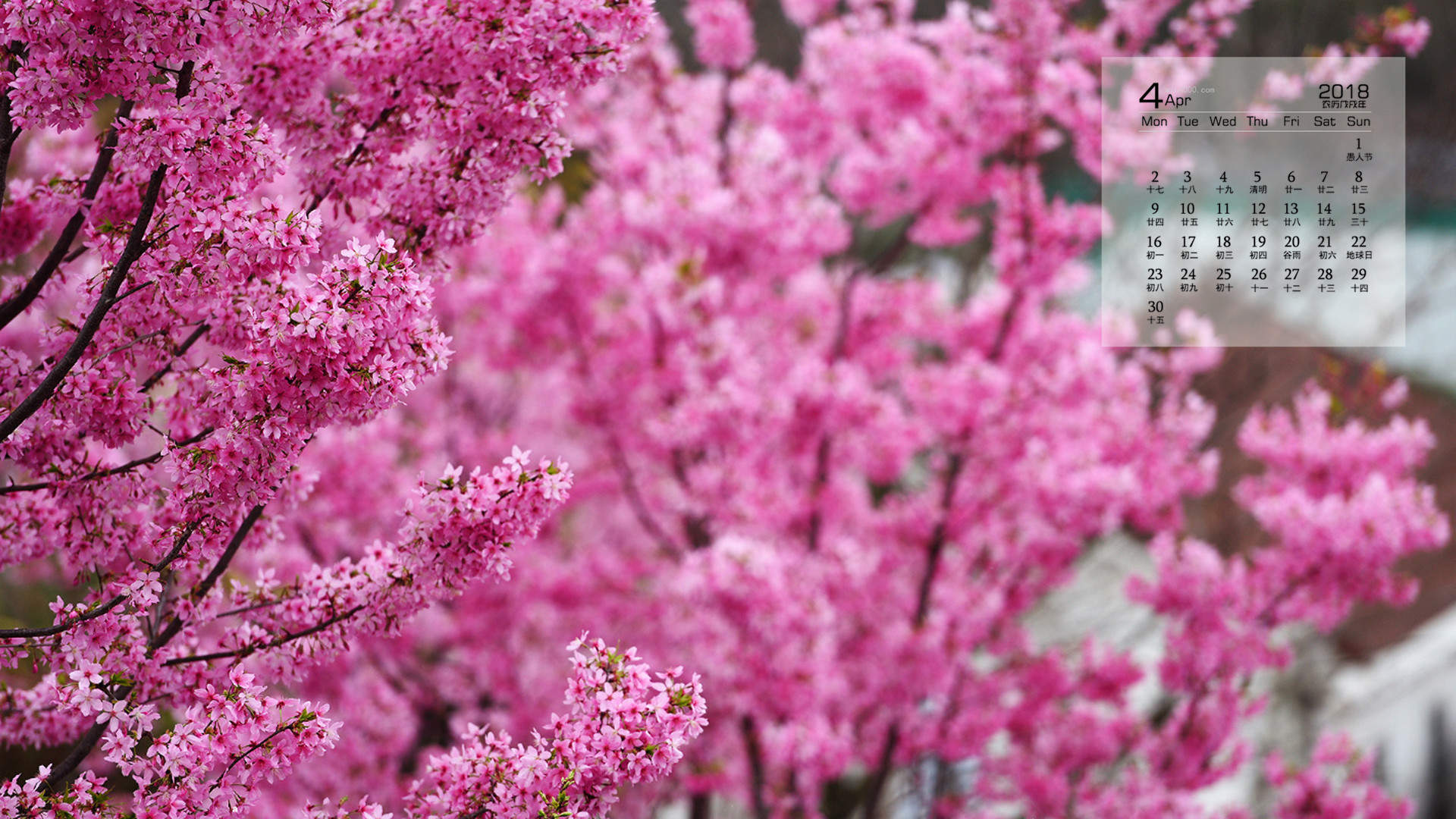 2019年4月春日唯美樱花高清日历壁纸图片