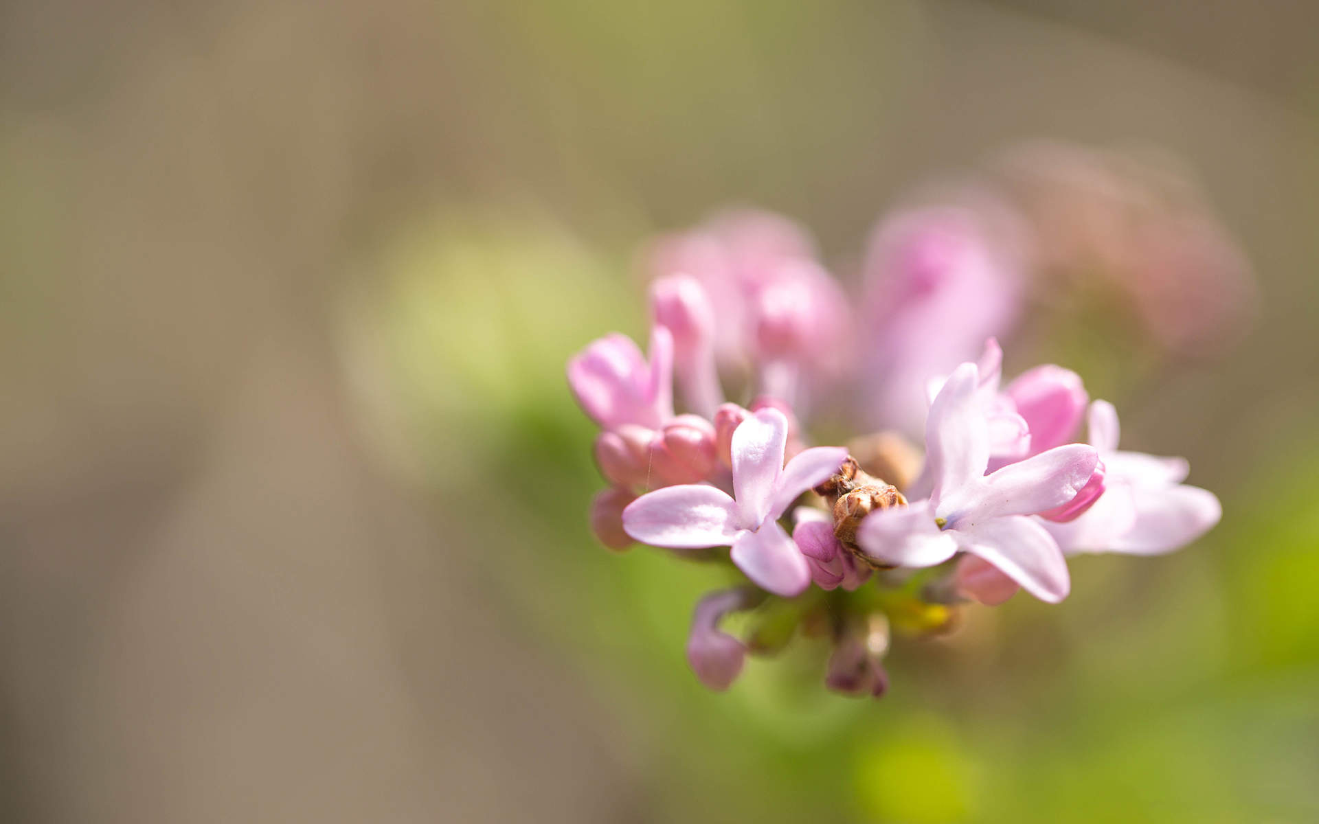 丁香花图片