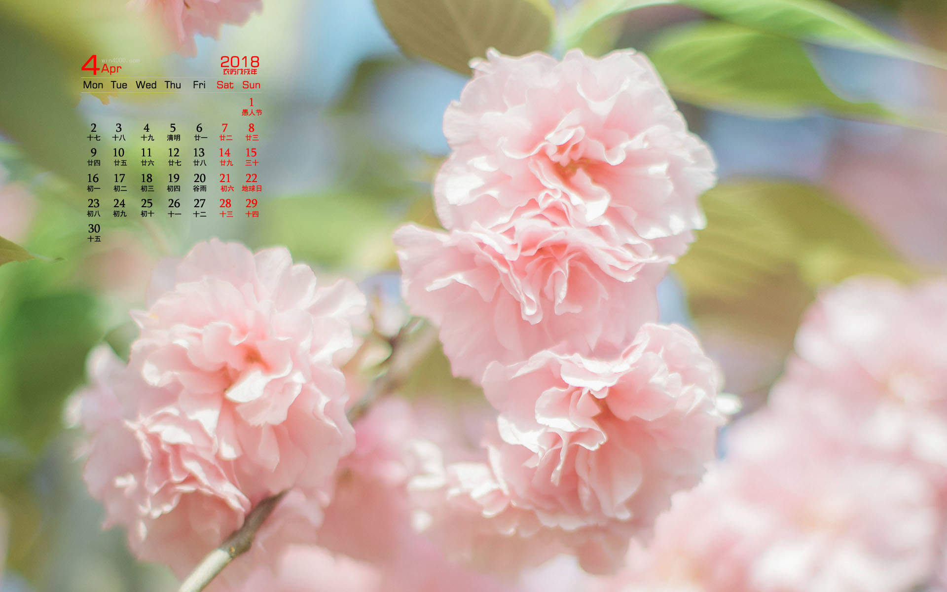 2019年4月春日唯美樱花高清日历壁纸图片