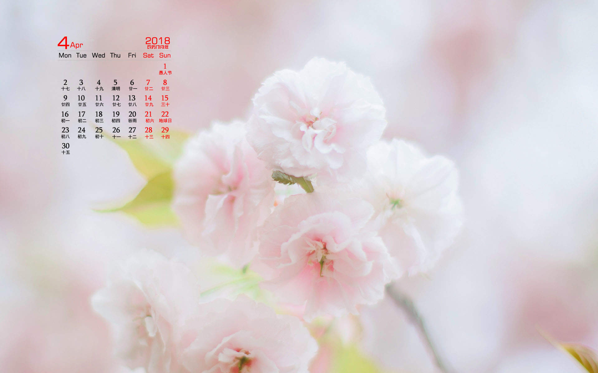 2019年4月春日唯美樱花高清日历壁纸图片