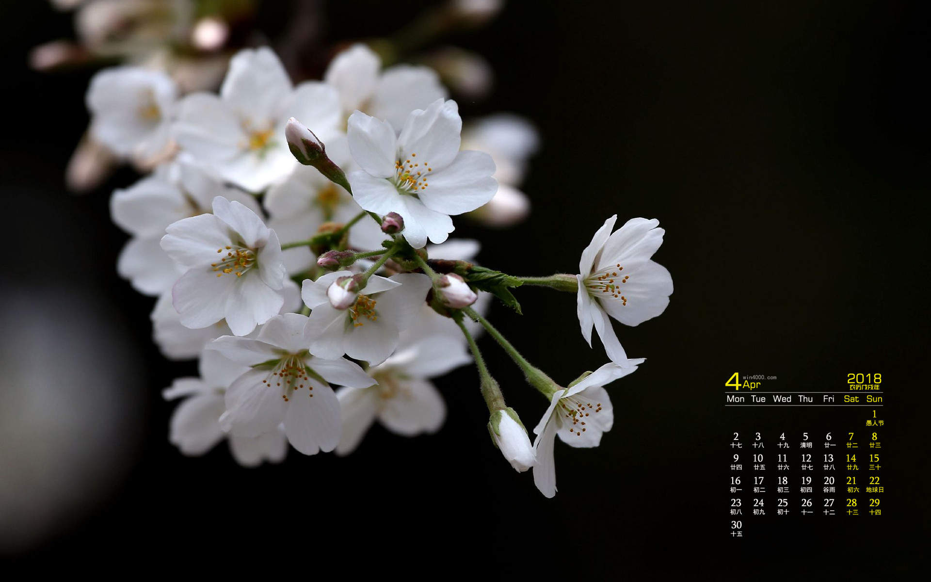 2019年4月春日唯美樱花高清日历壁纸图片