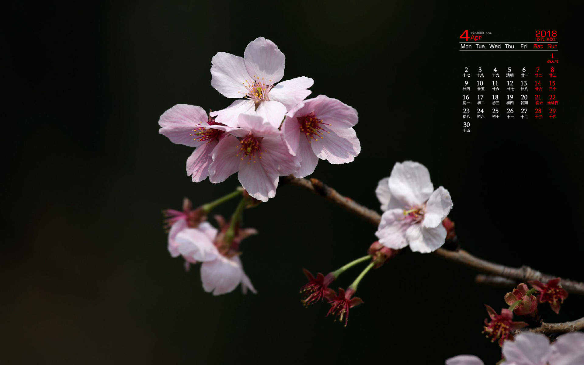 2019年4月春日唯美樱花高清日历壁纸图片