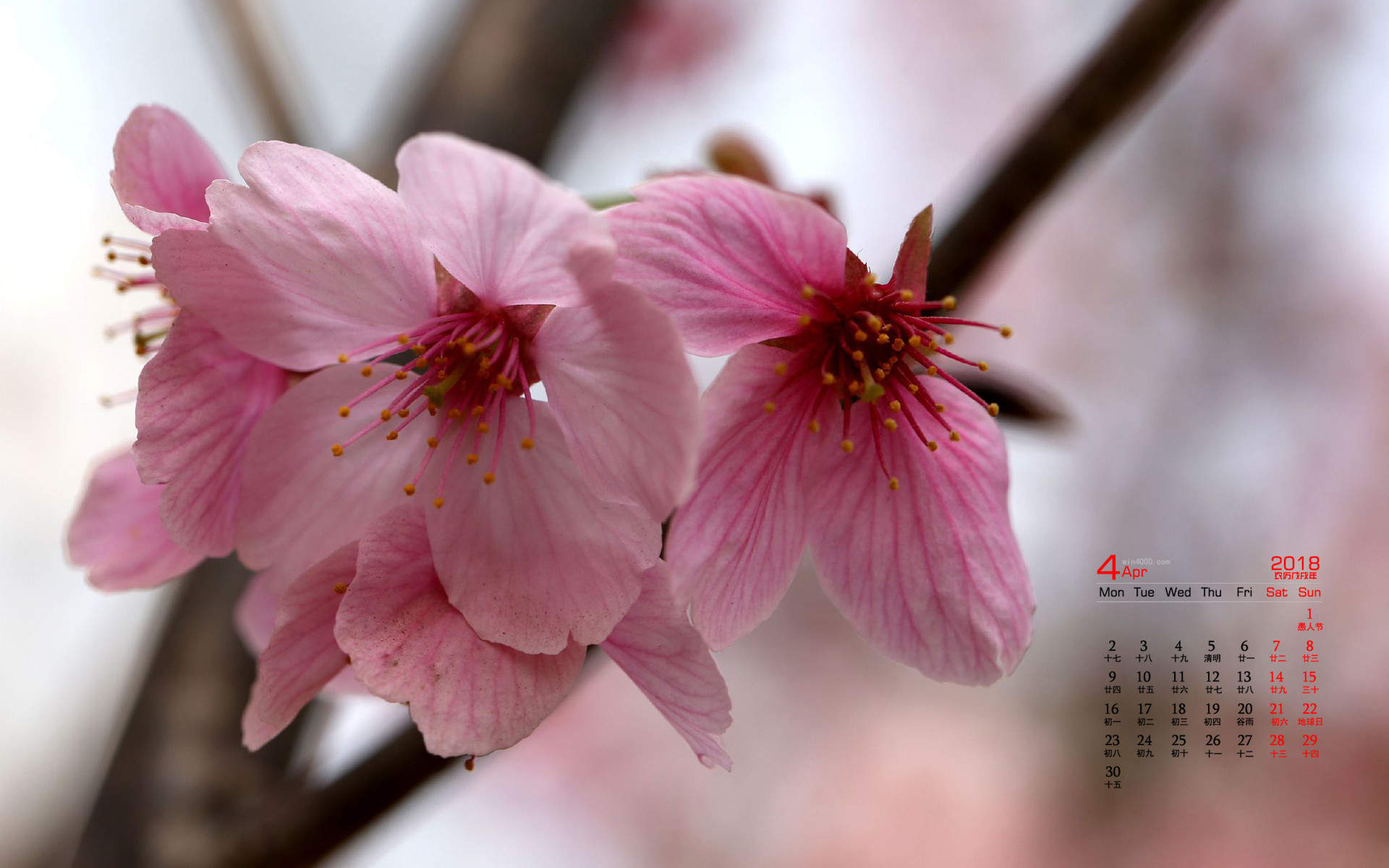 2018年4月唯美樱花摄影图片日历壁纸图片
