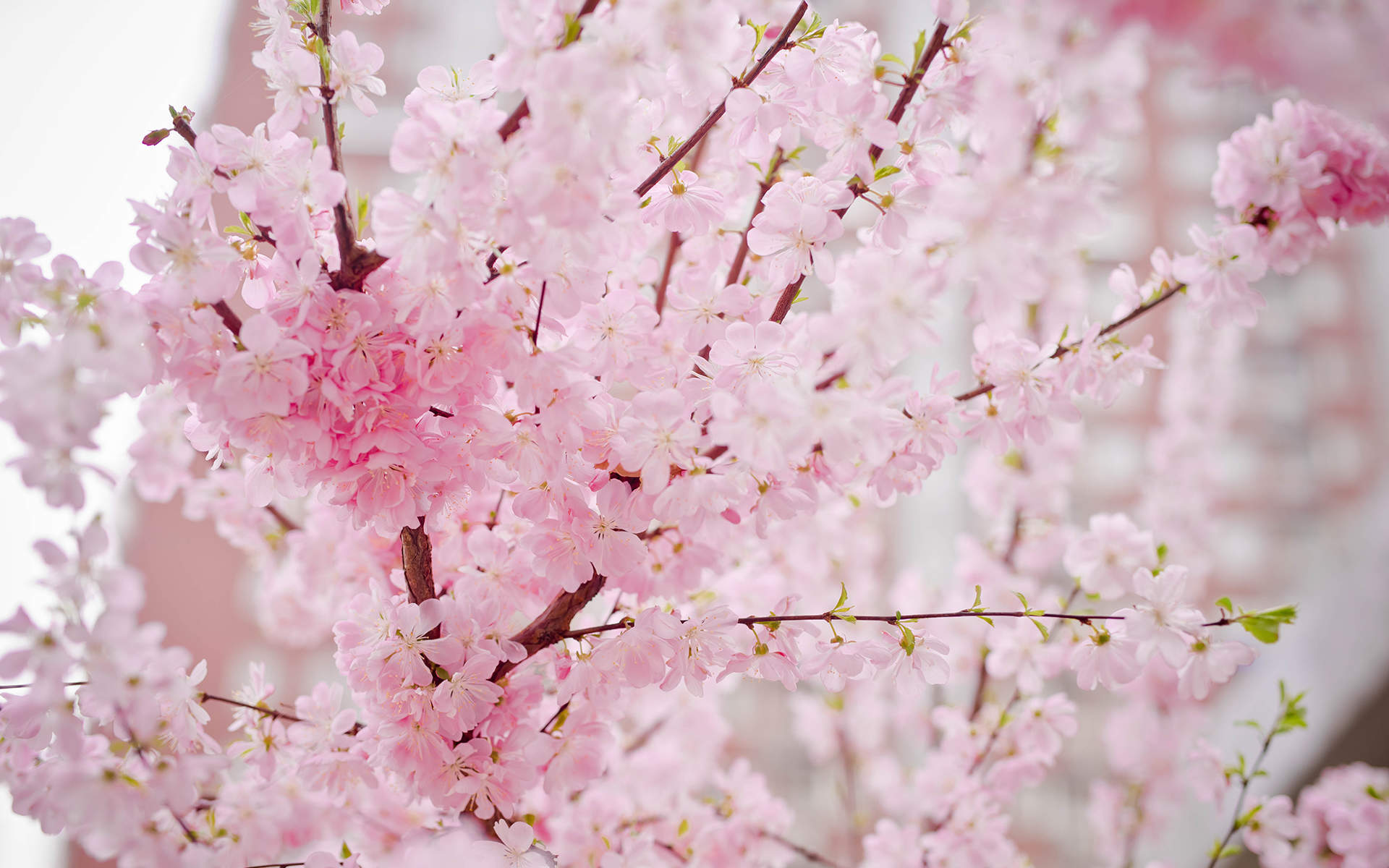 2019年4月春日唯美樱花高清日历壁纸图片