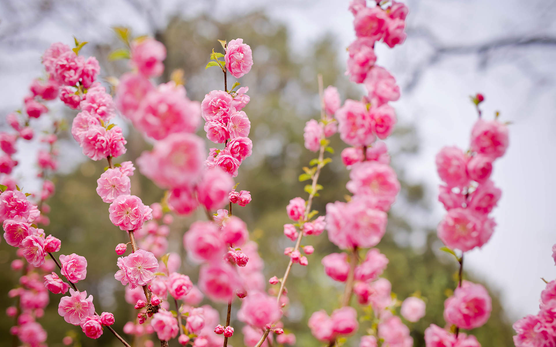 2019年4月春日唯美樱花高清日历壁纸图片