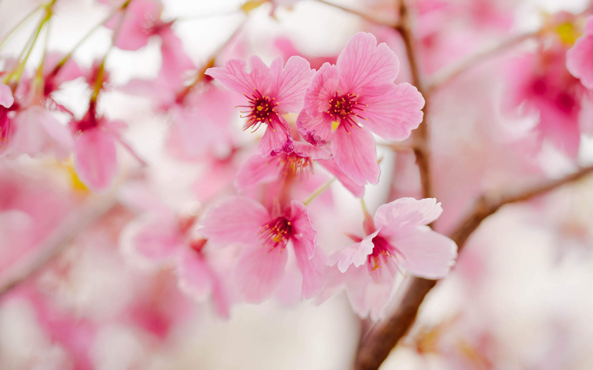 2018年5月樱花唯美日历图片桌面壁纸图片