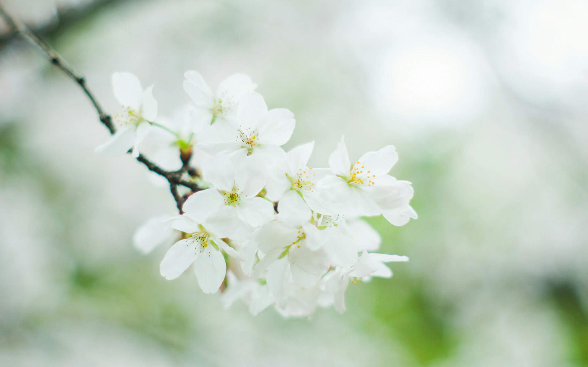 2019年4月春日唯美樱花高清日历壁纸图片