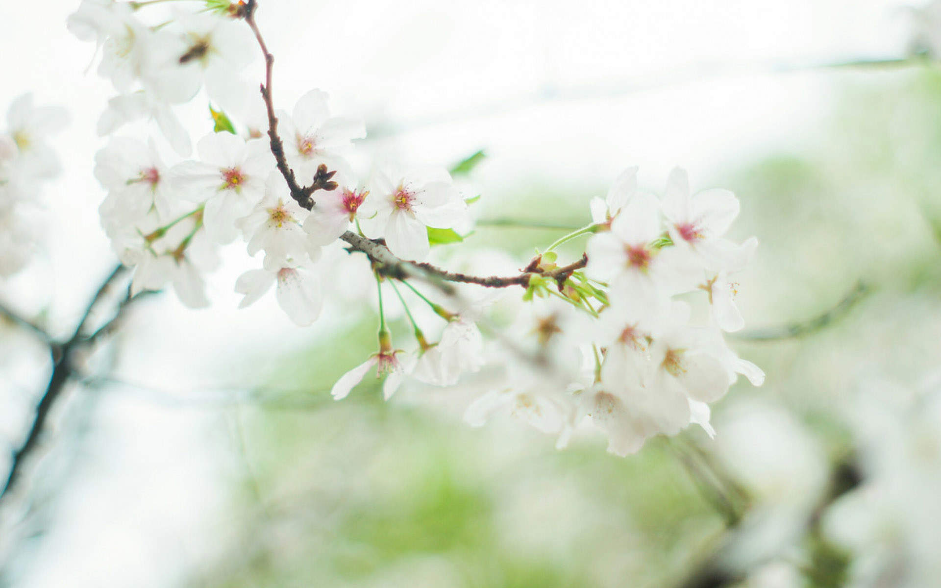 2019年4月春日唯美樱花高清日历壁纸图片